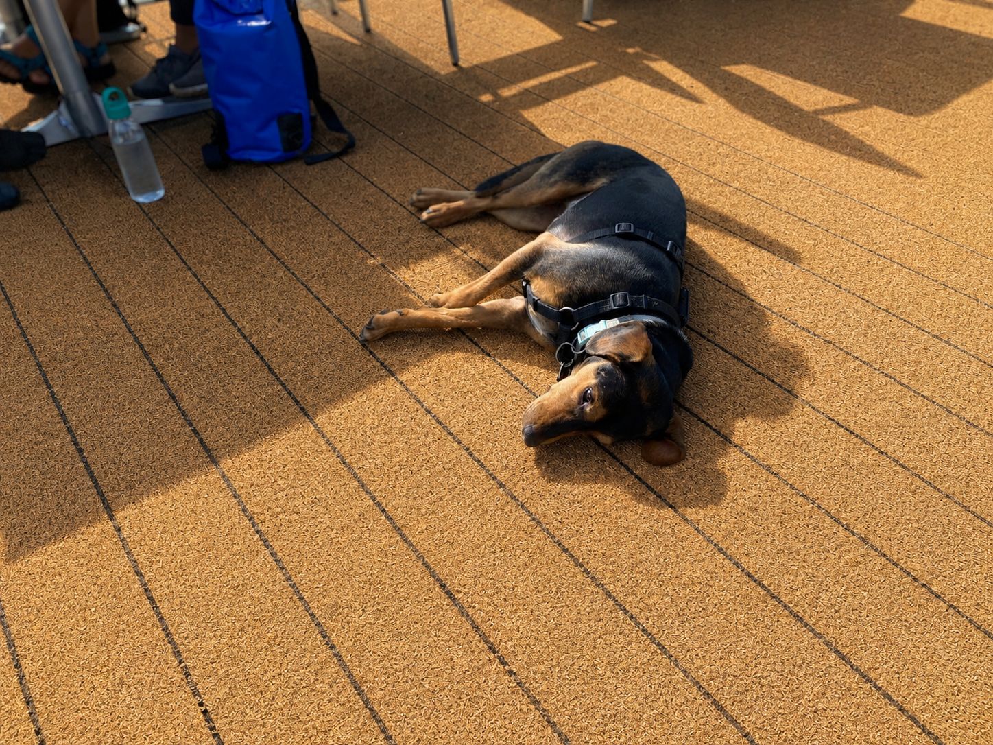 Hund liegt entspannt auf dem Deck eines Flussschiffes - entspannte Flusskreuzfahrt mit Hund