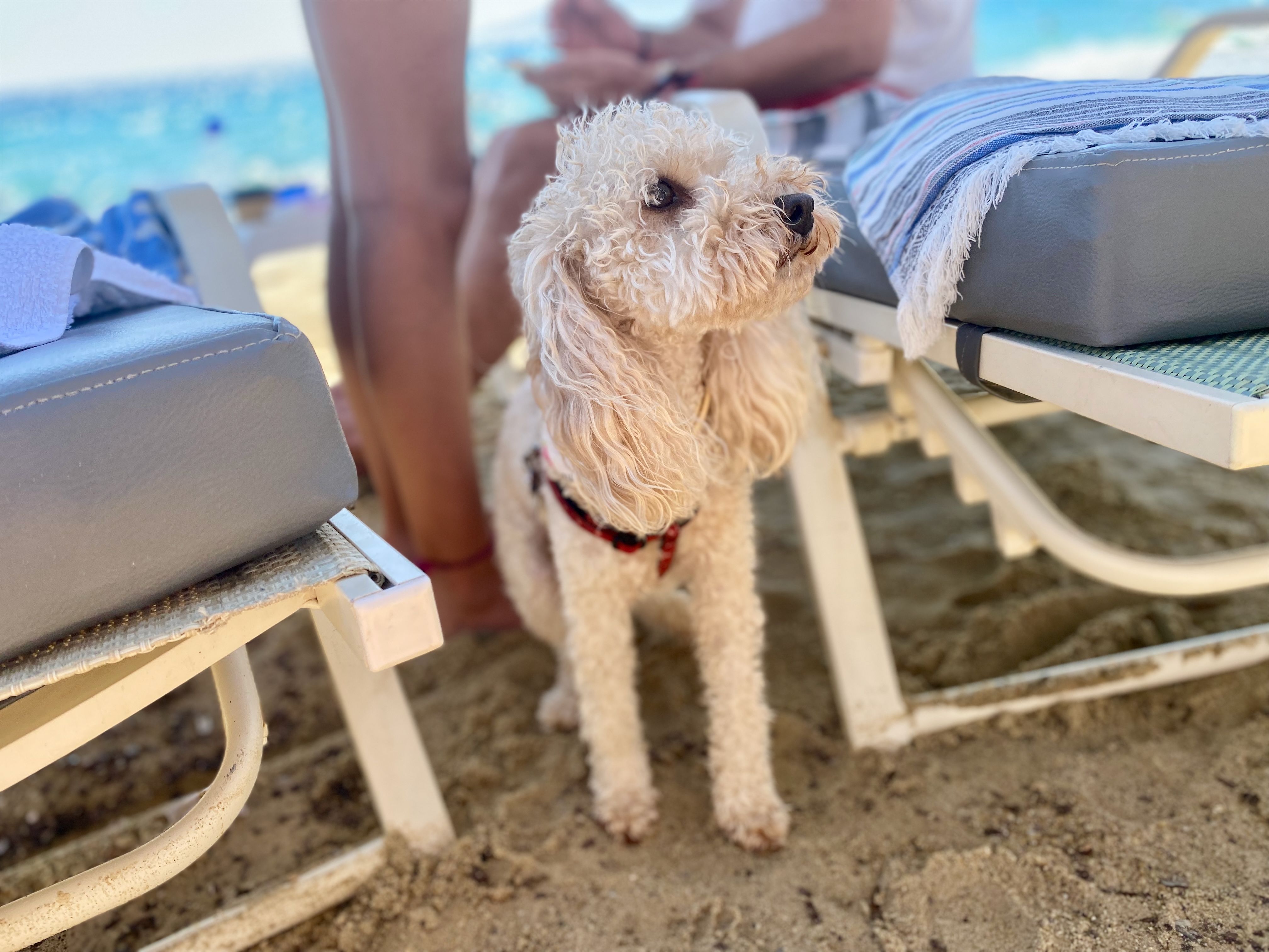 Kleiner Hund entspannt unter einer Strandliege auf einer hundefreundlichen Segelkreuzfahrt