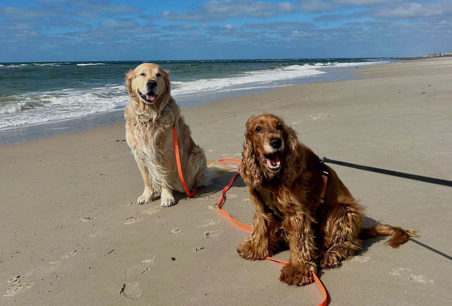 Zwei glückliche Hunde am Strand während einer hundefreundlichen Kreuzfahrt