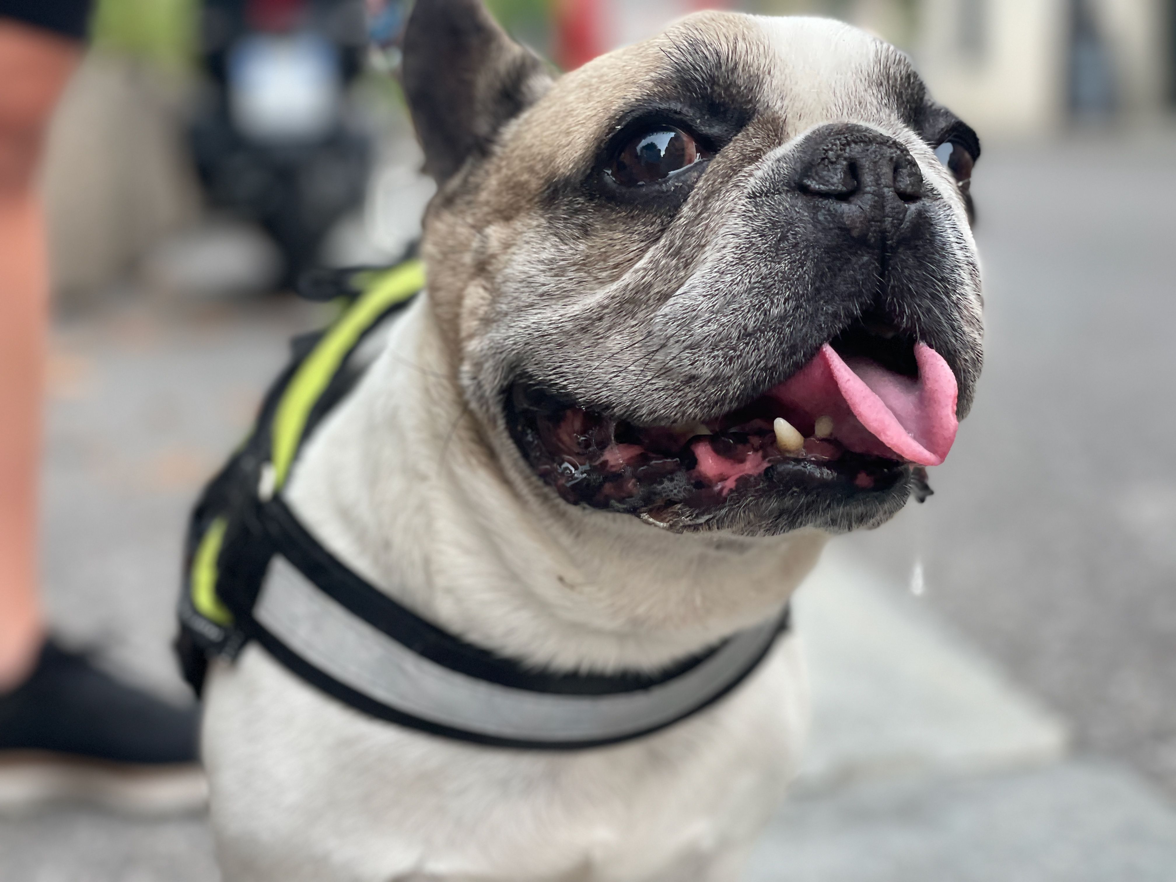 Hund entspannt auf Landausflug – Erlebnis bei einer Flussreise mit Hund