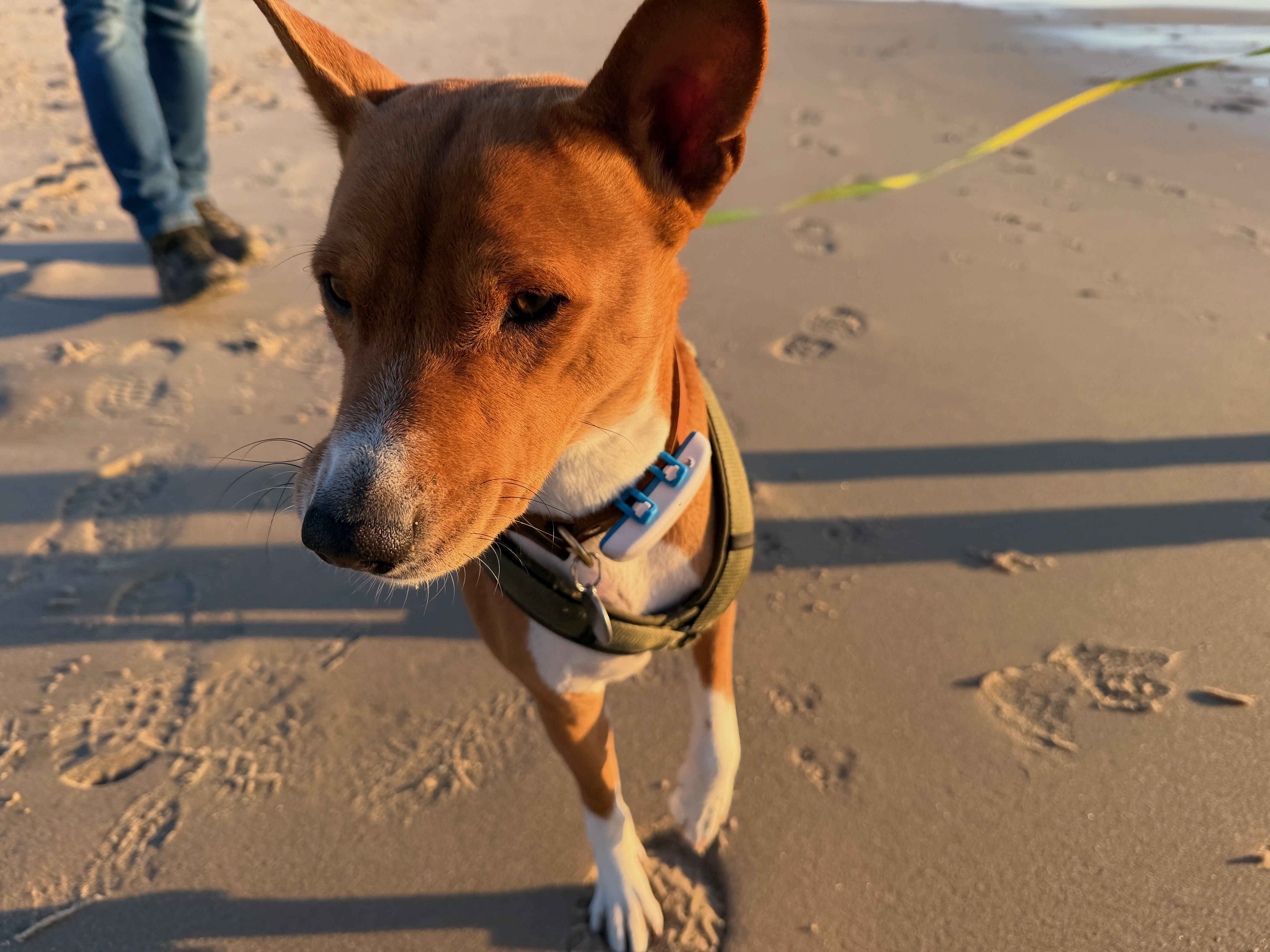 Vier Pfoten Fellnase am Strand während einer hundefreundlichen Kreuzfahrt