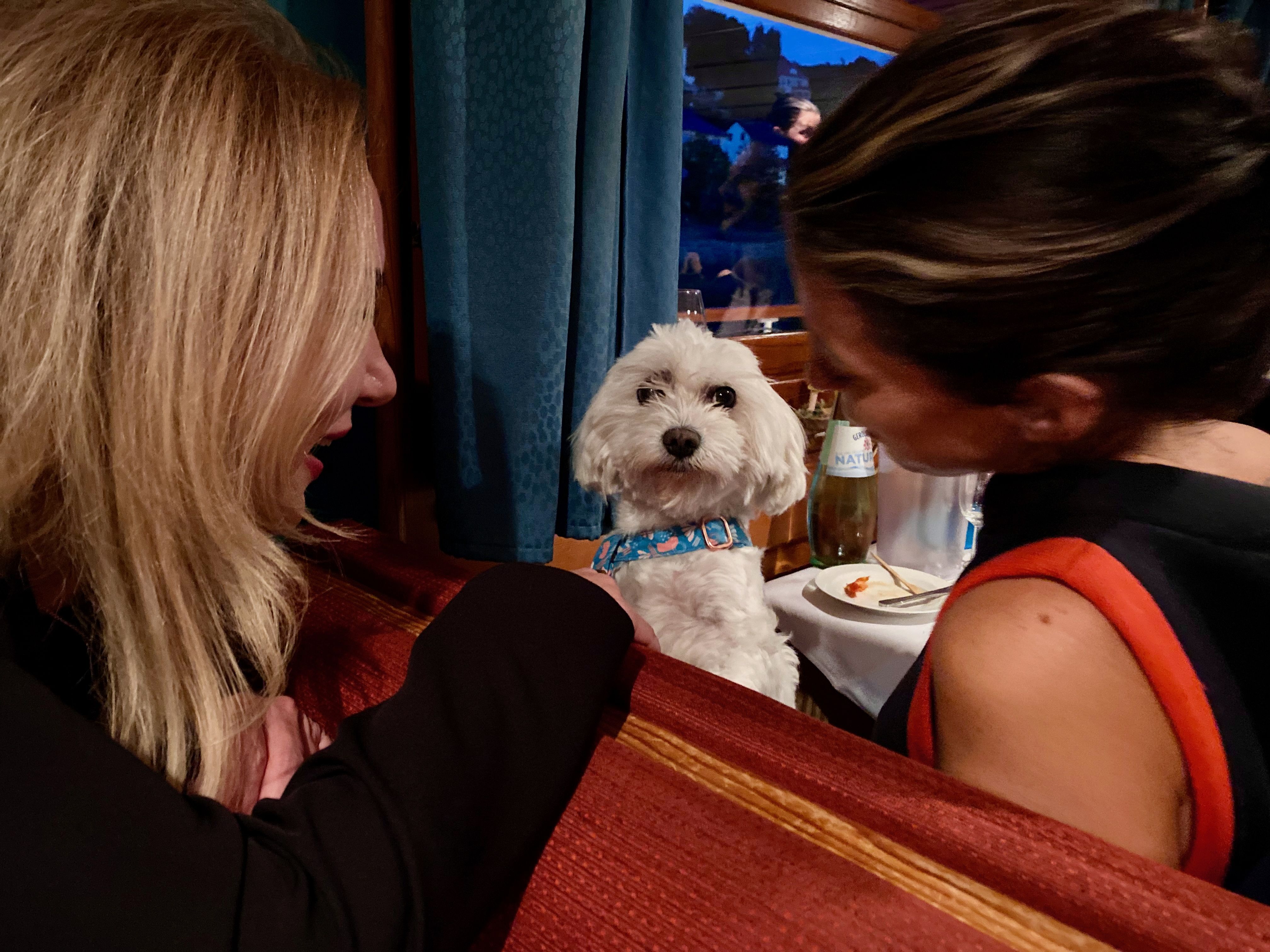 Kleiner weißer Hund sitzt am Tisch im Restaurant zwischen zwei Frauen - Hundefoto für ein Gewinnspiel