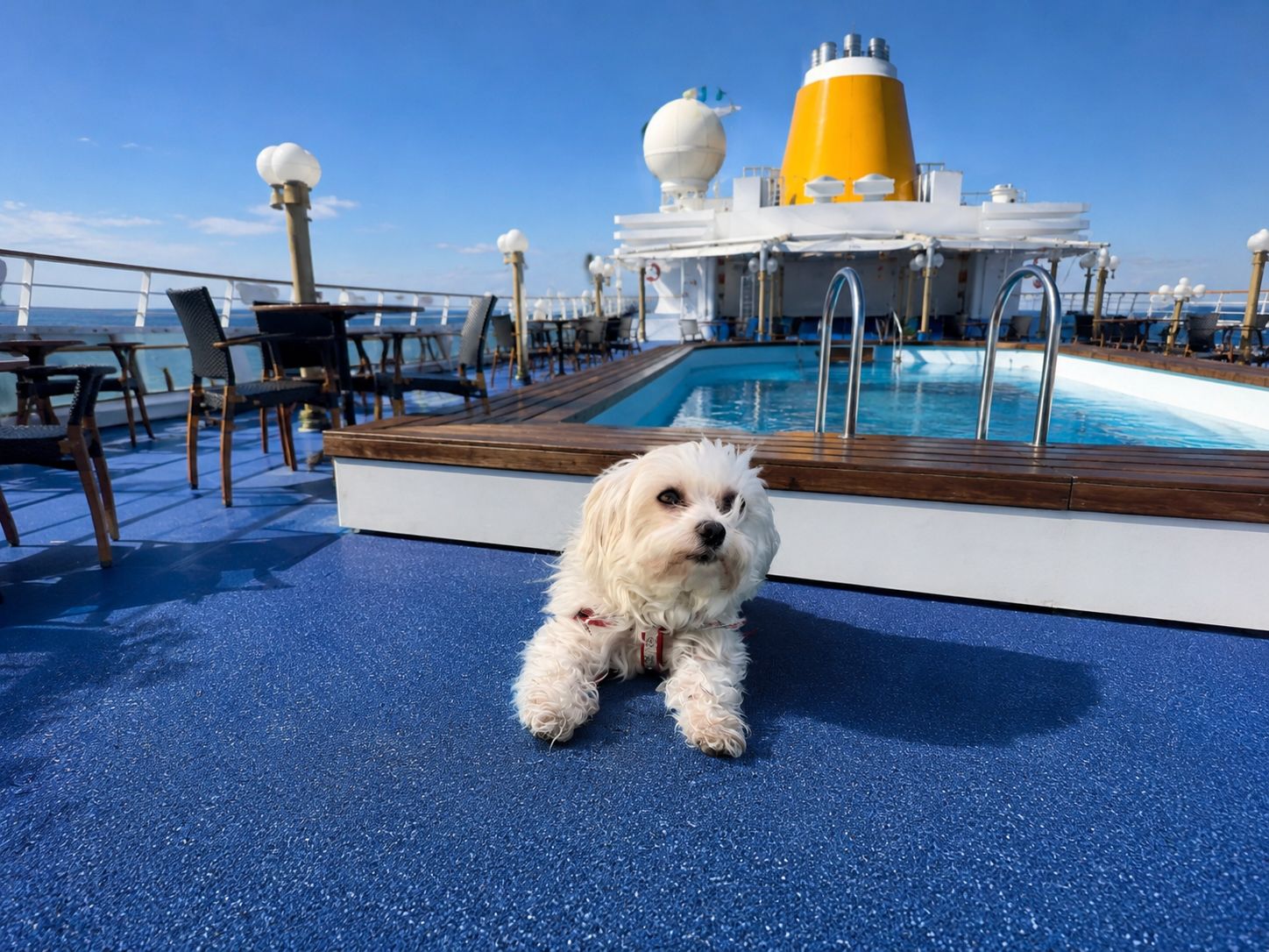 Kleiner weißer Hund liegt auf dem Sonnendeck eines Kreuzfahrtschiffs neben dem Pool