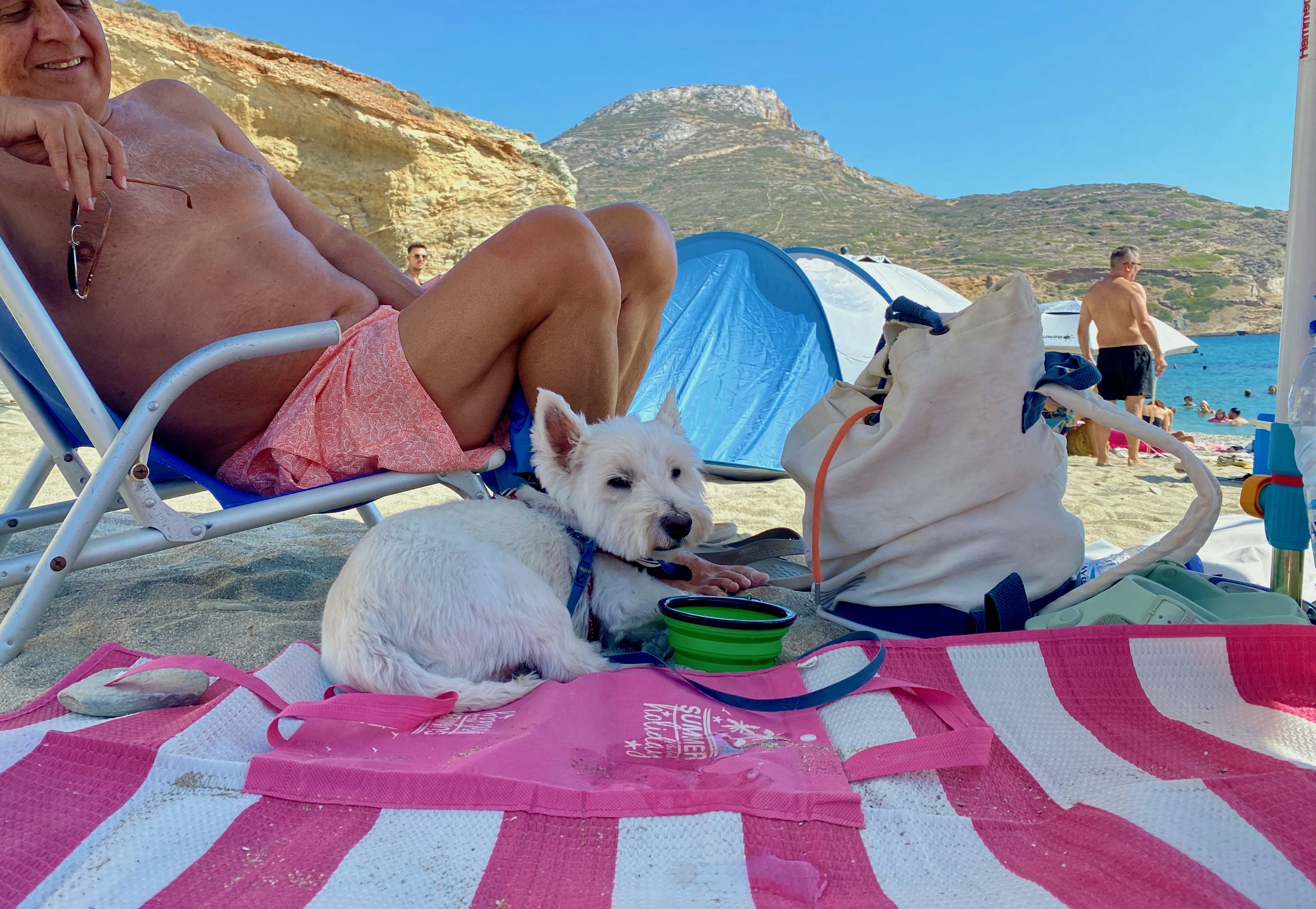 Weißer Hund entspannt mit Wassernapf im Schatten an einem Strand während eines Kreuzfahrt-Landgangs