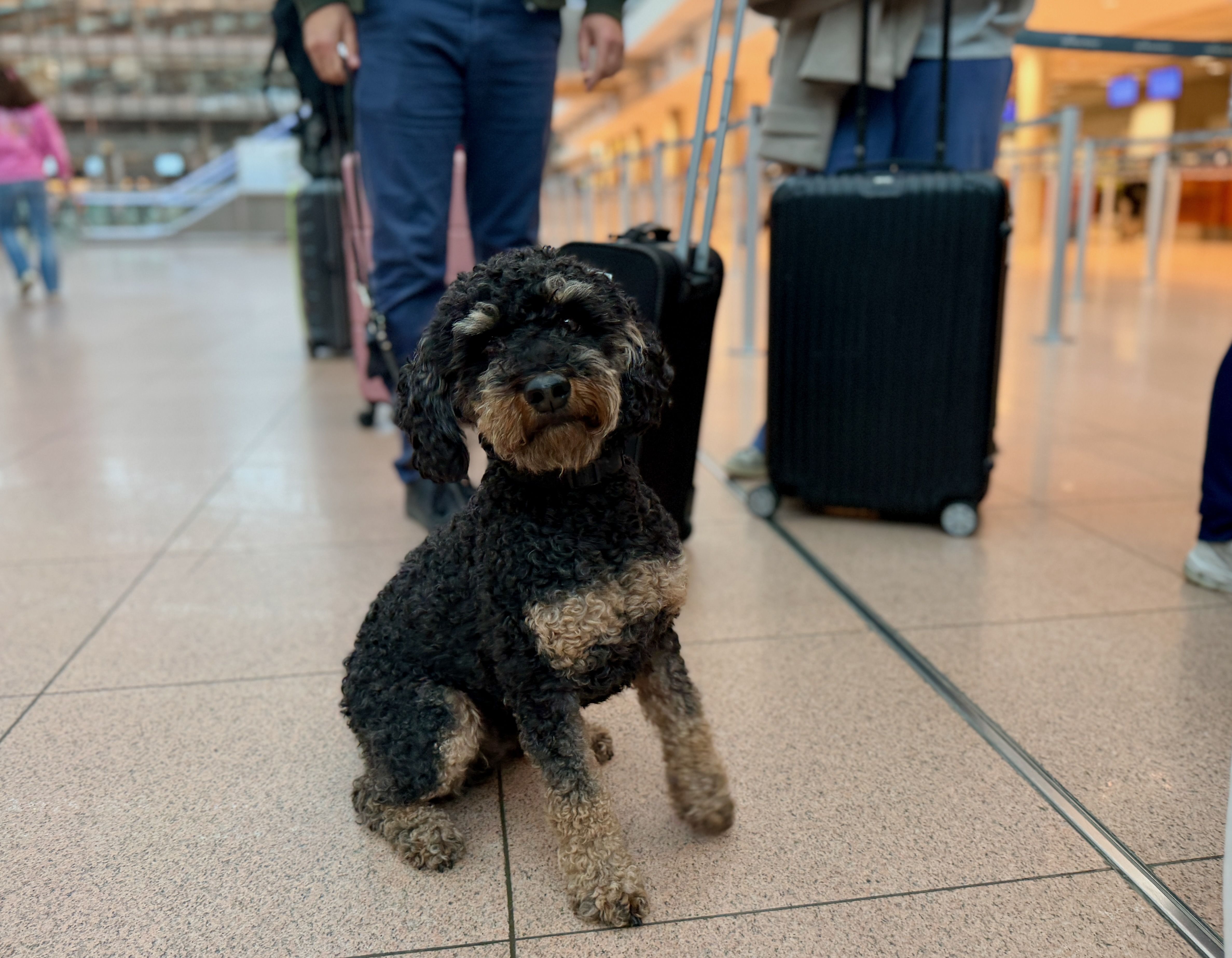 Kleiner Hund am Flughafen mit Koffern vor dem Urlaub mit Hund