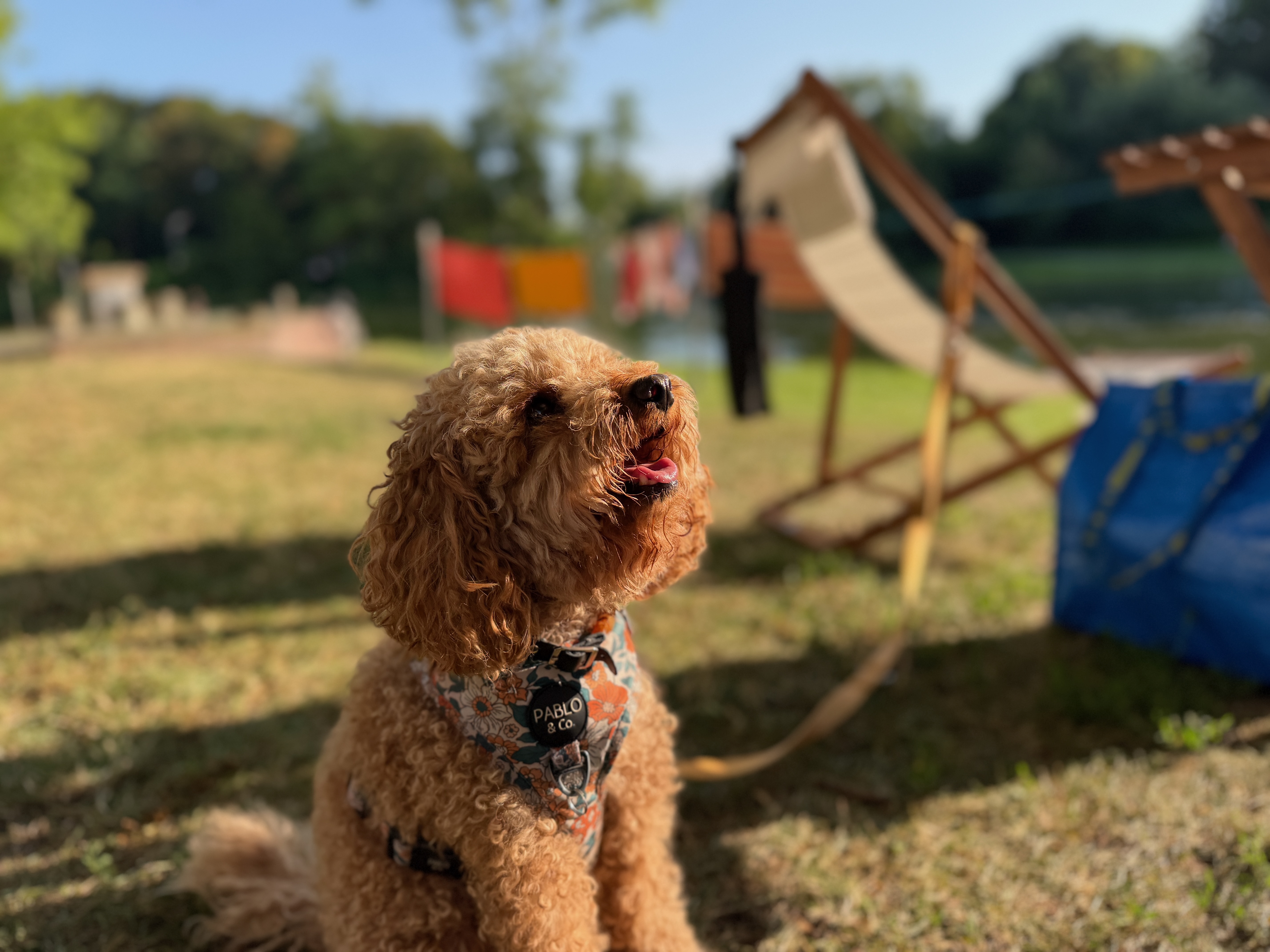 Kleiner Hund entspannt sich im Schatten und freut sich auf den Hundeurlaub