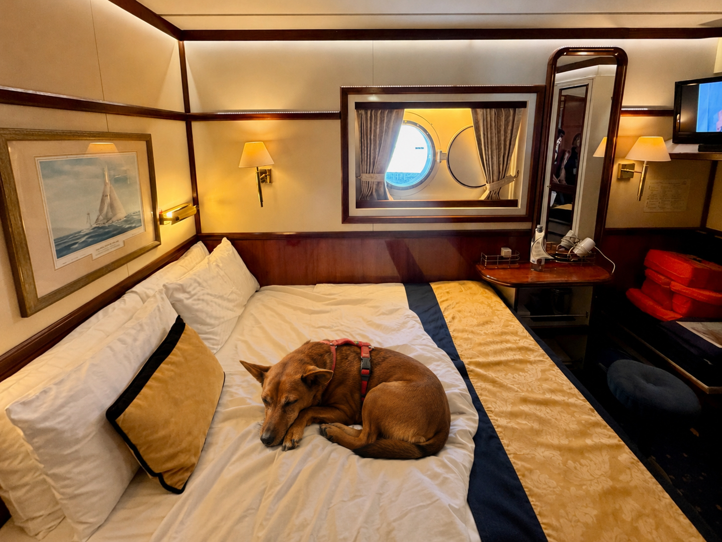 Hund entspannt in der Kabine eines Kreuzfahrtschiffs während einer Kreuzfahrt mit Hund