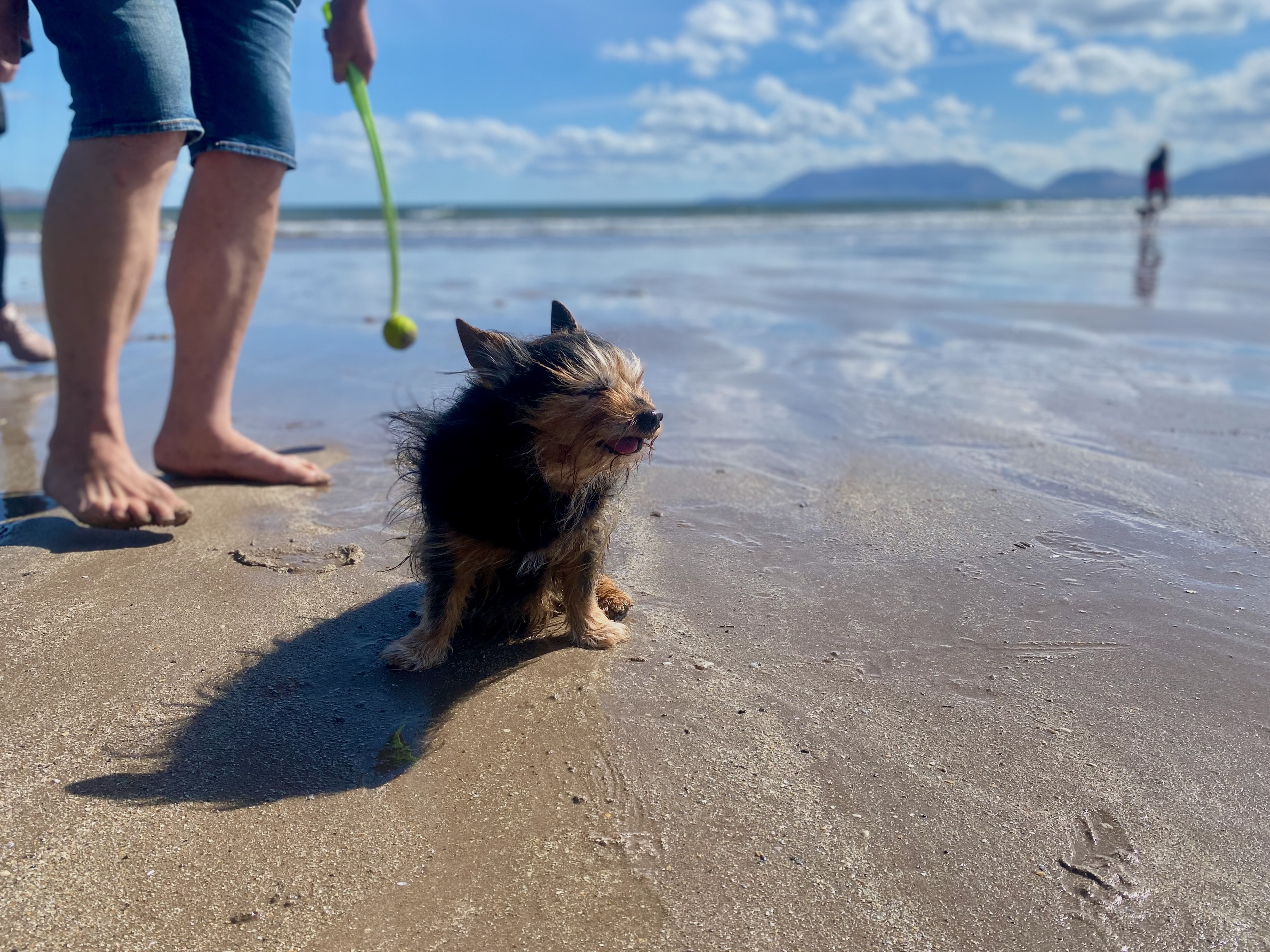 Kleiner Hund am Strand beim Urlaub mit Hund am Meer