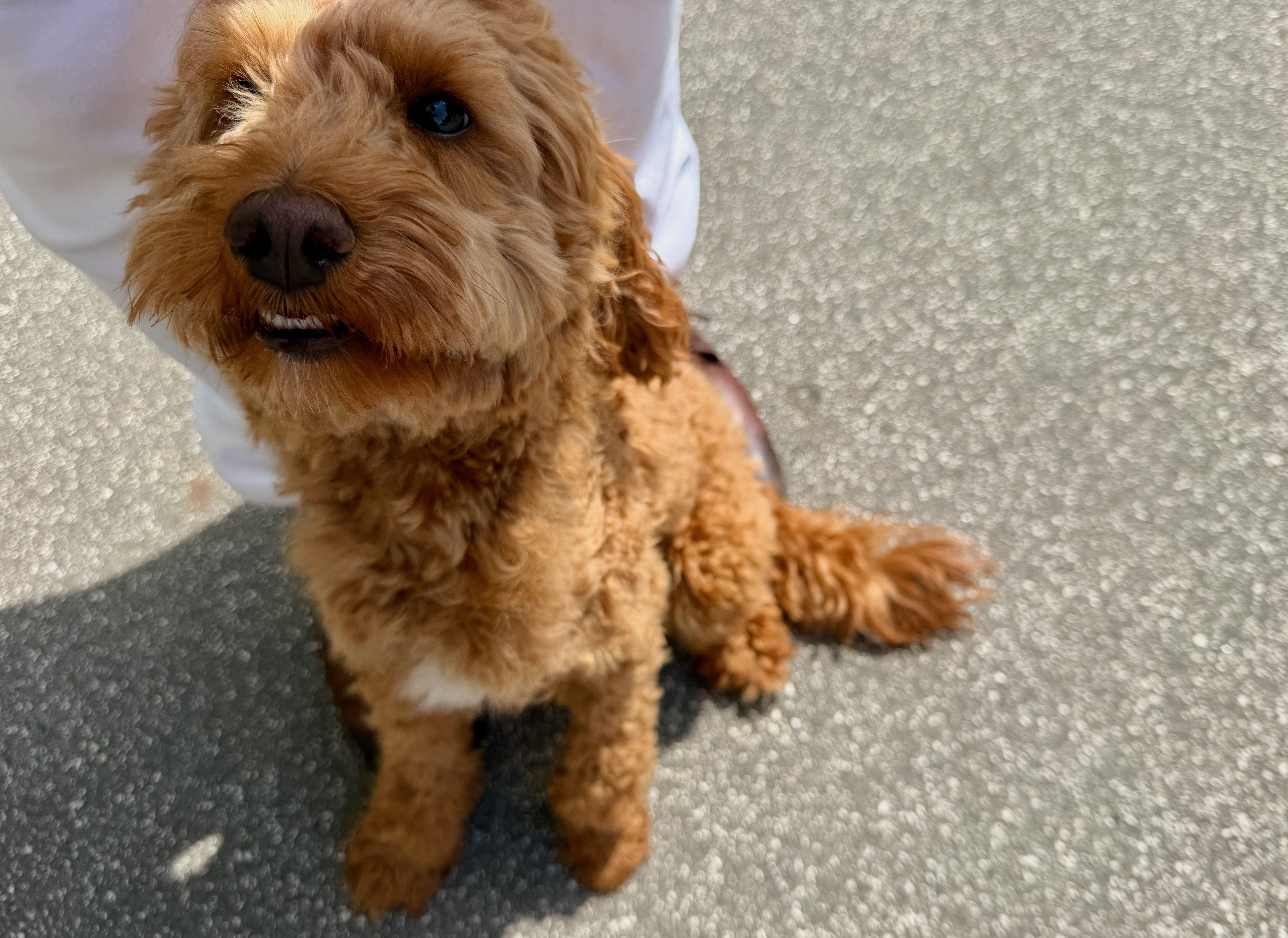 Hund vor der Reise als Symbol für Dokumente und Einreisebestimmungen bei einer Kreuzfahrt mit Hund