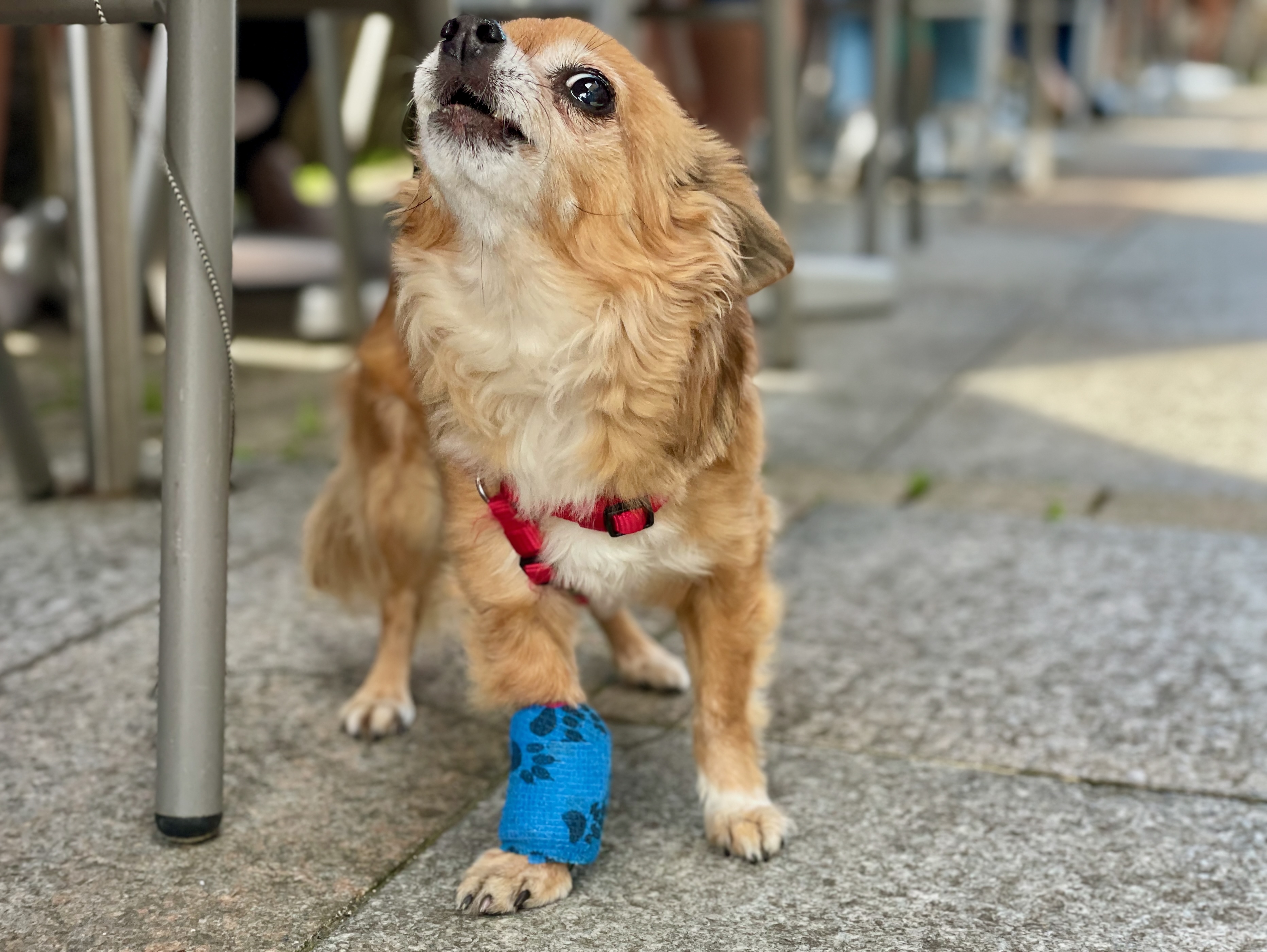 Kleiner Hund mit blauem Verband an der Vorderpfote – Symbolbild für Erste Hilfe bei Hunden.