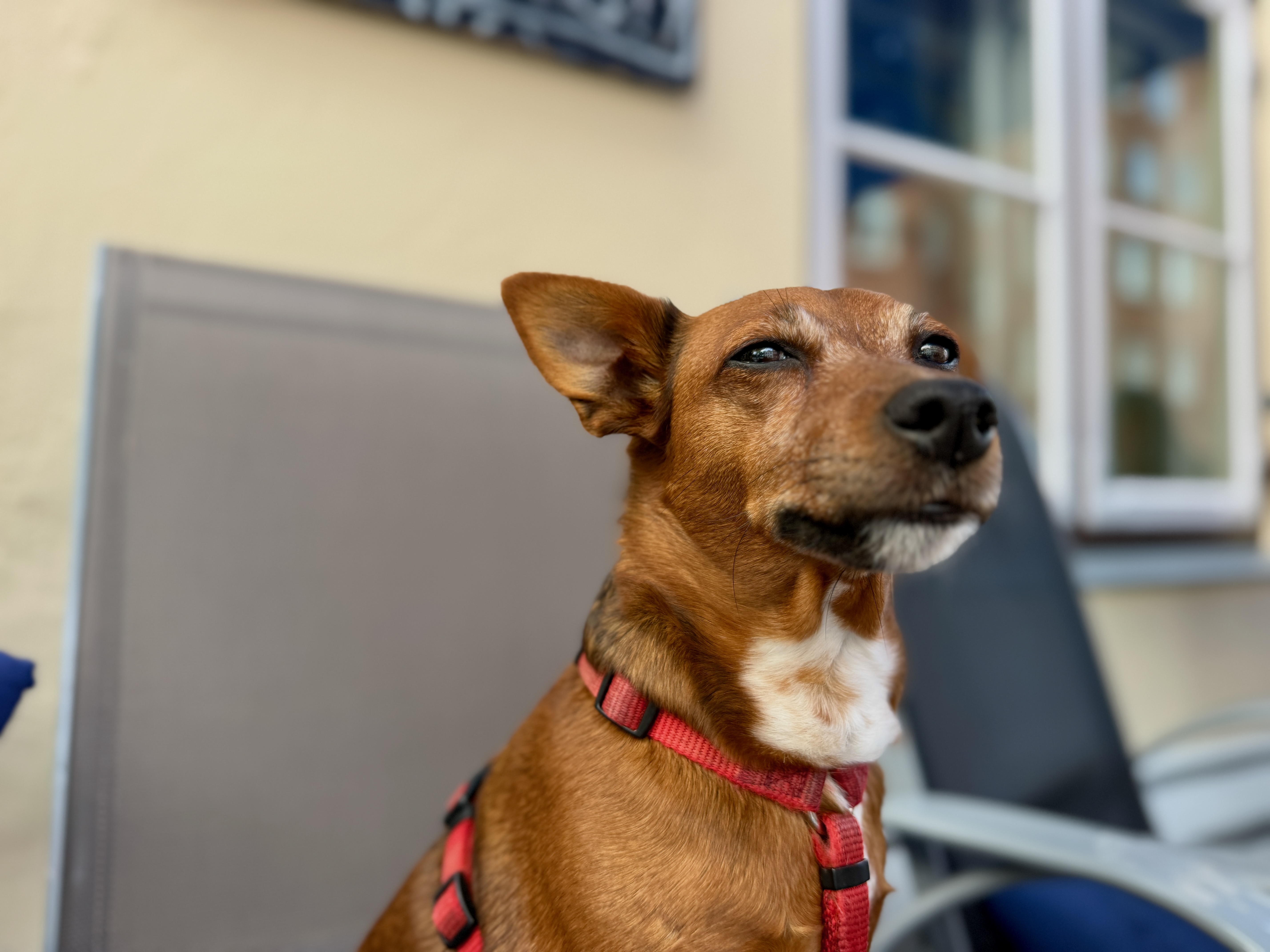 Aufmerksamer Hund als Symbol für Ruhe und Sicherheit bei der Ersten Hilfe im Notfall