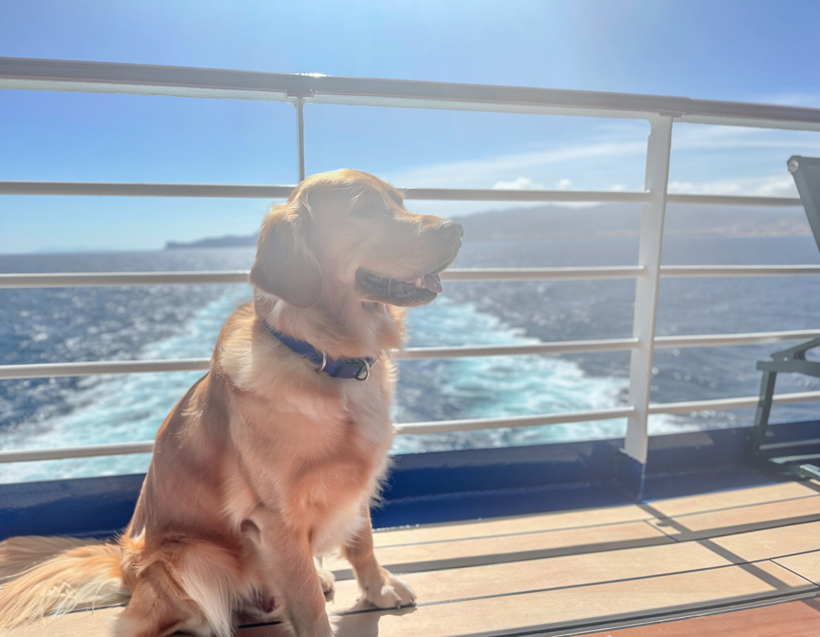 Golden Retriever an Bord eines Kreuzfahrtschiffes – gute Vorbereitung und Erste Hilfe sorgen für mehr Sicherheit auf Reisen