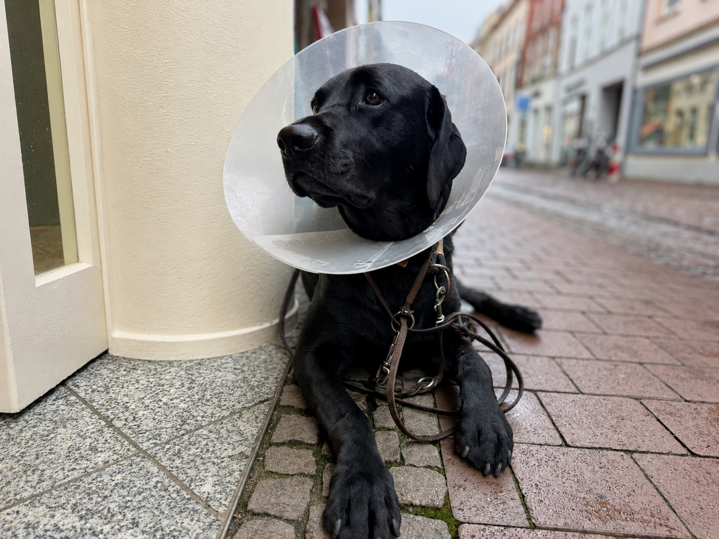 Schwarzer Hund trägt nach einer Verletzung eine transparente Halskrause