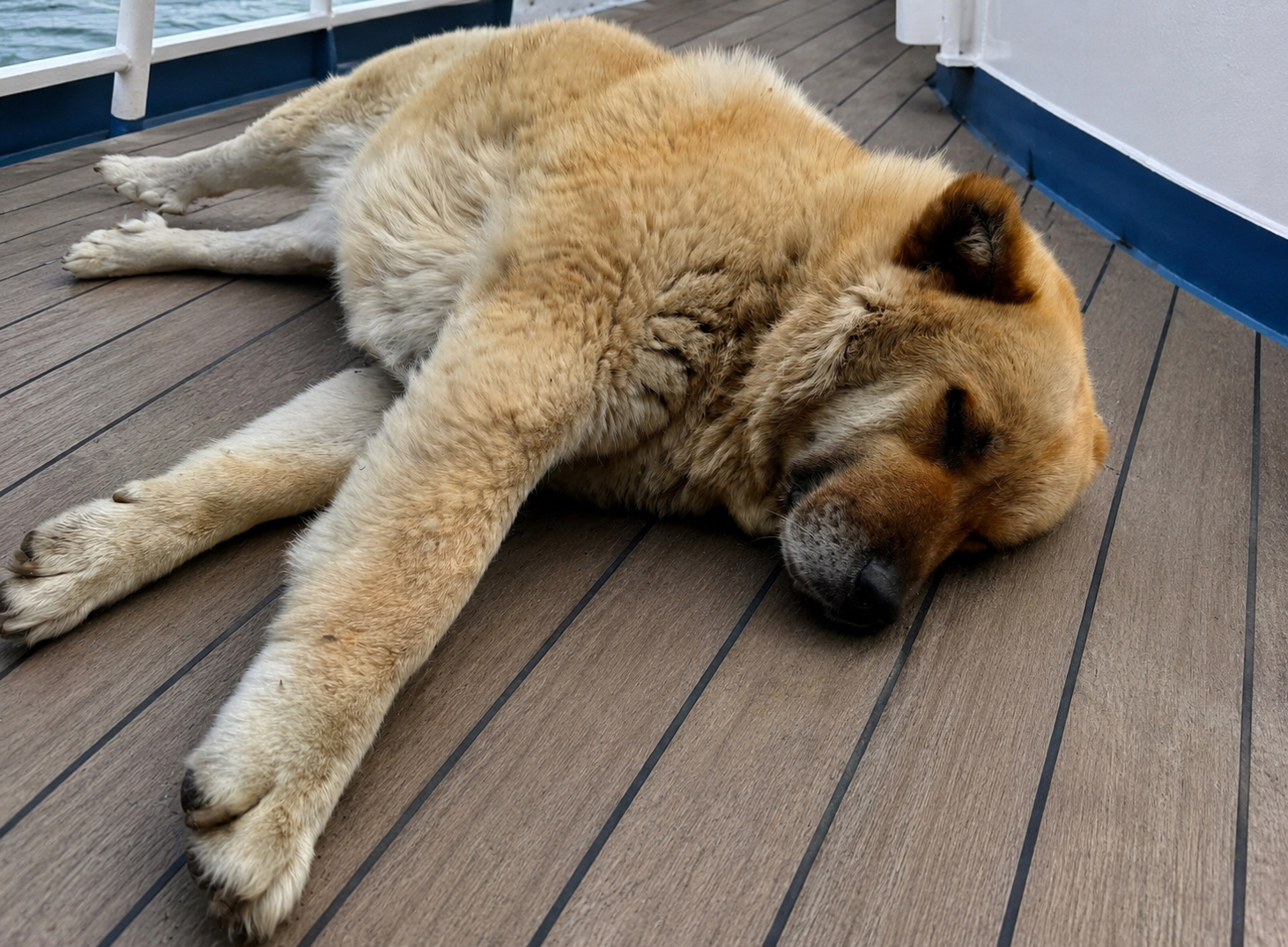 Hund liegt erschöpft auf dem Schiffsdeck und ruht während einer Episode von Seekrankheit