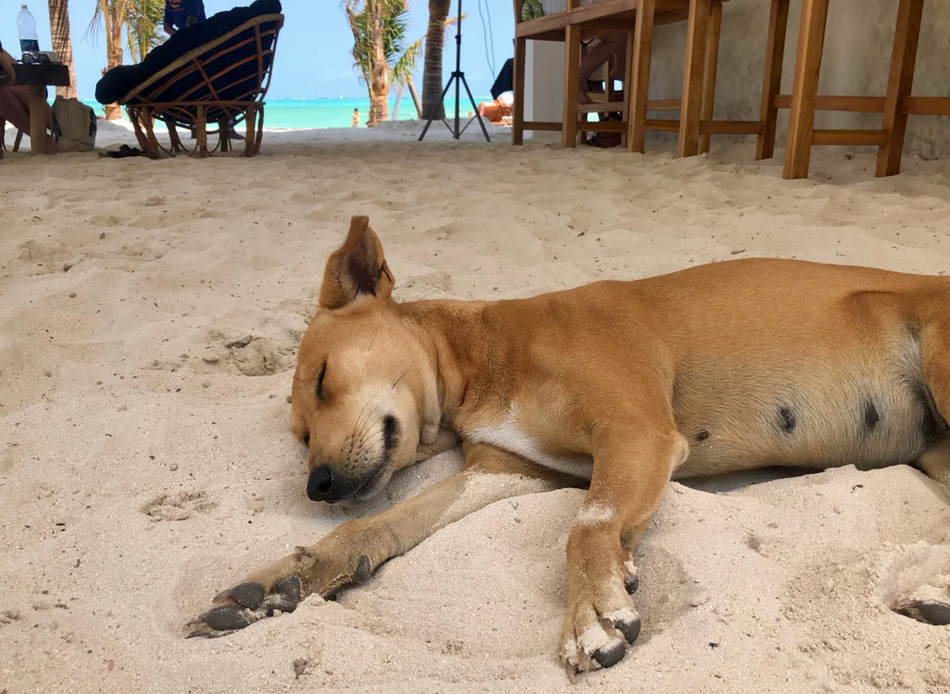 Hund ruht im Schatten auf sandigem Boden am Strand – Symbolbild für den Schutz von Hunden bei Hitze auf Reisen.