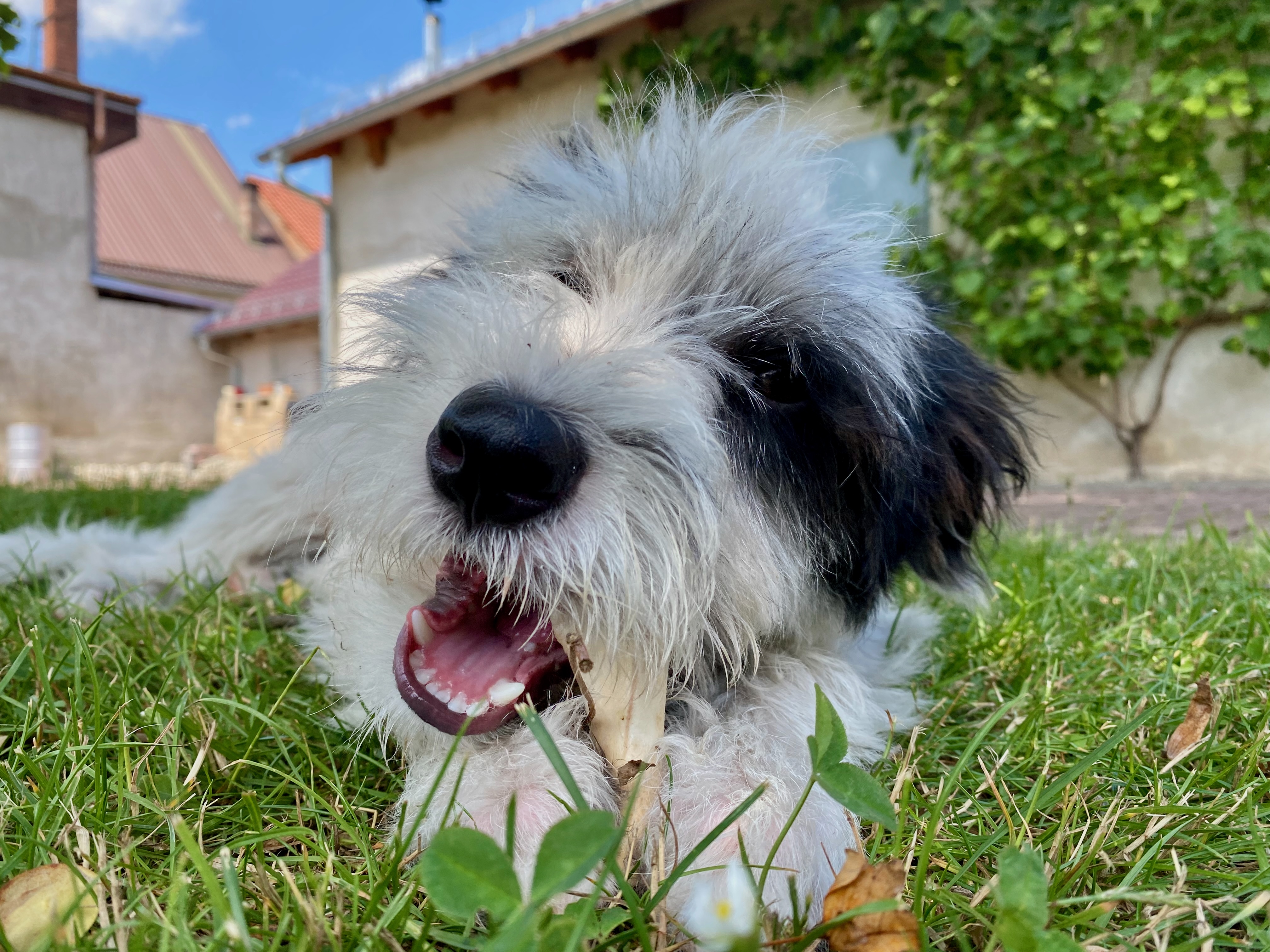 Fröhlicher schwarz-weißer Hund liegt im Gras – Symbolbild für Hundegesundheit und Wohlbefinden auf Reisen