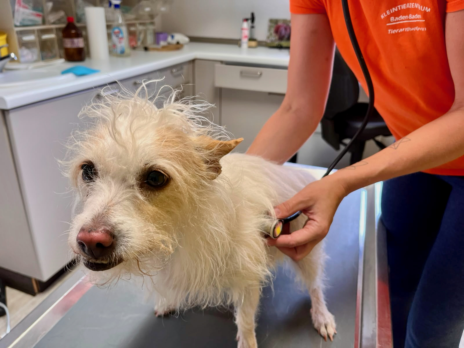 Tierärztin untersucht einen kleinen Hund mit einem Stethoskop während eines Gesundheitschecks vor einer Reise oder Kreuzfahrt.