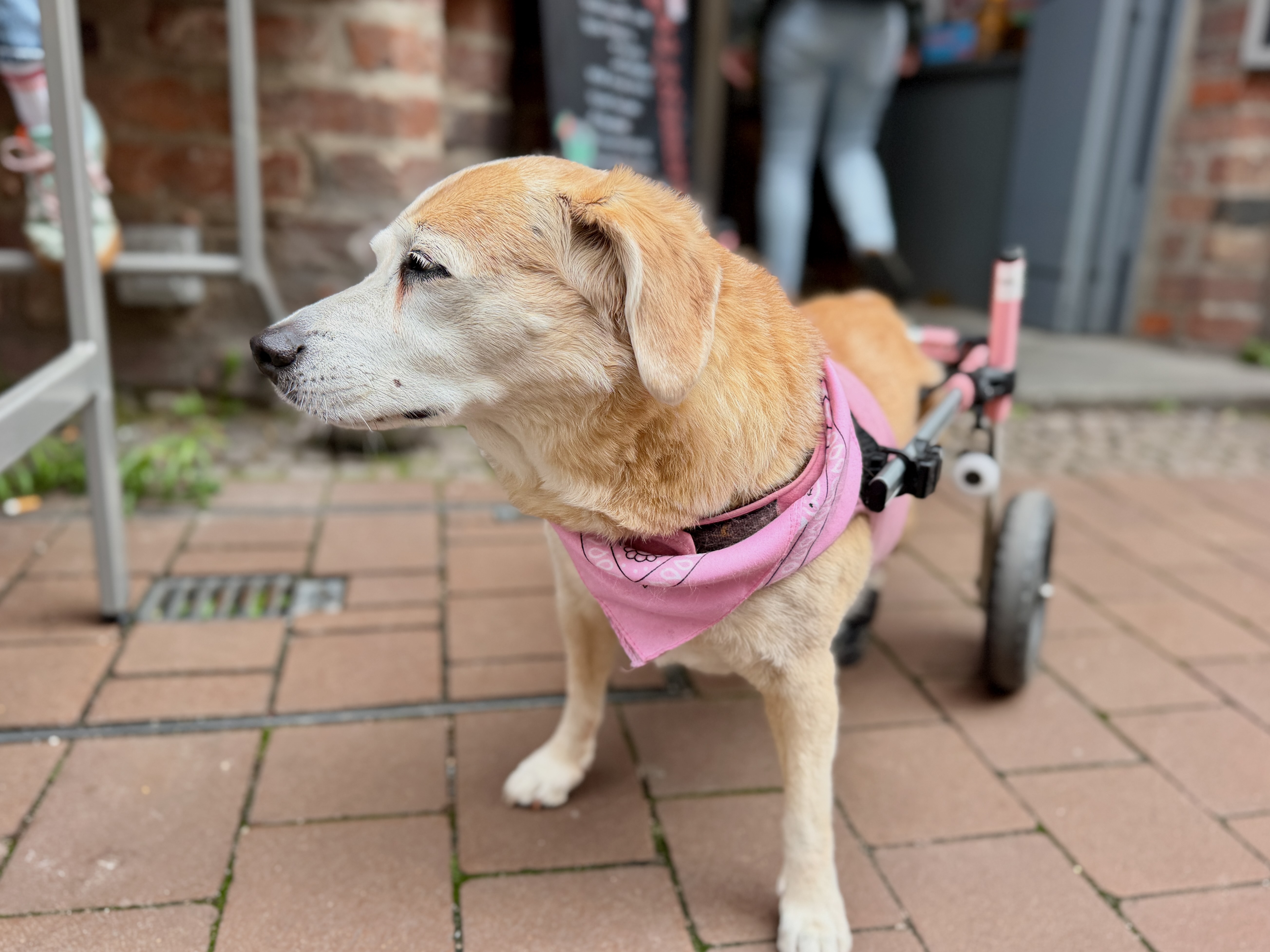 Älterer Hund mit Gehhilfe unterwegs – Symbolbild für eine gut ausgestattete Reiseapotheke für Hunde.