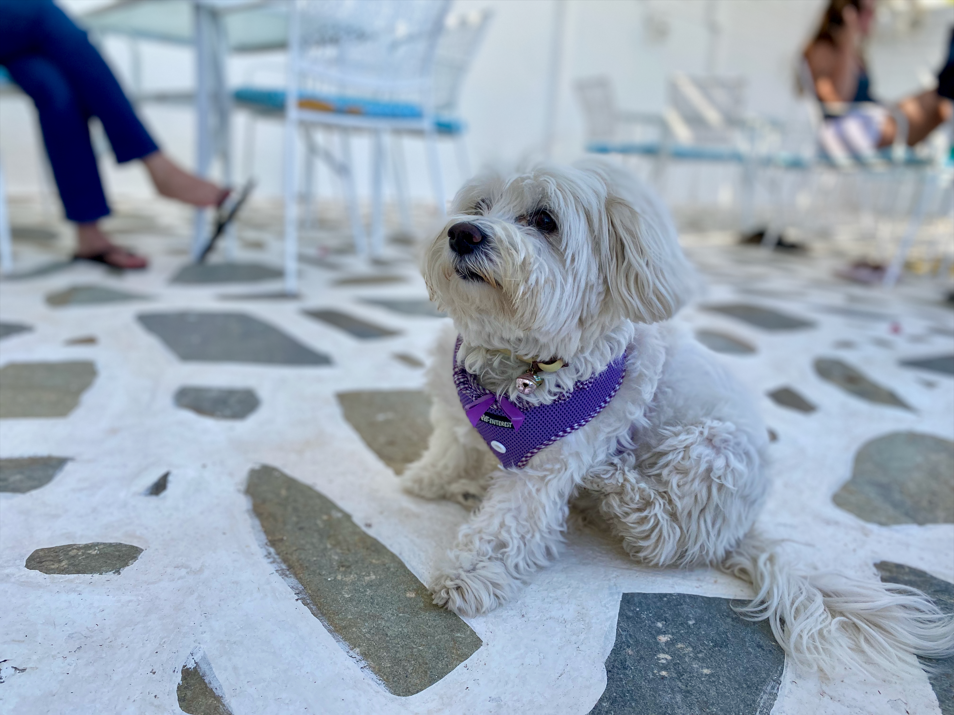 Kleiner Hund liegt auf einer Terrasse in Griechenland