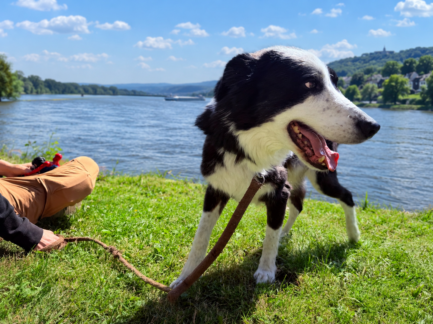 Hund im Freien am Rhein - entspannter Urlaub mit Hund in der Natur