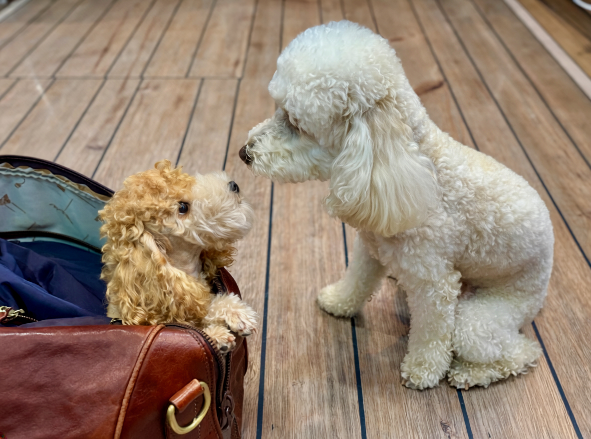Zwei Pudel auf dem Holzdeck an Bord als Beispiel für Hundebetreuung im Hunde-Spezialpaket einer Hundekreuzfahrt