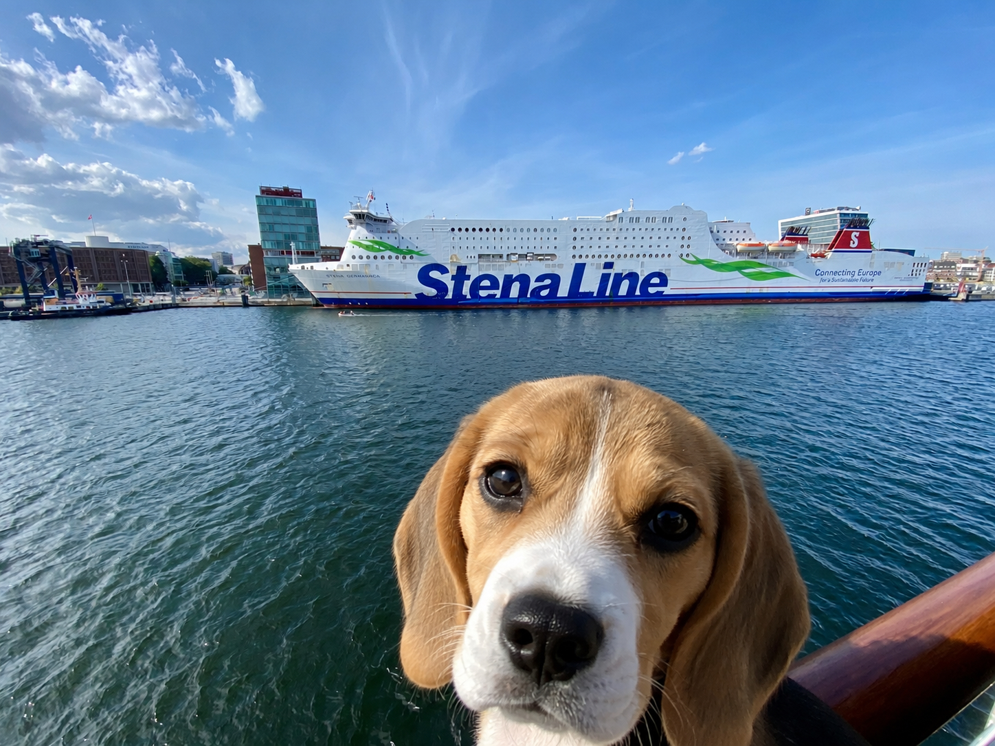 Hund vor Fähre als Symbol für Einreisebestimmungen nach Dänemark und Norwegen