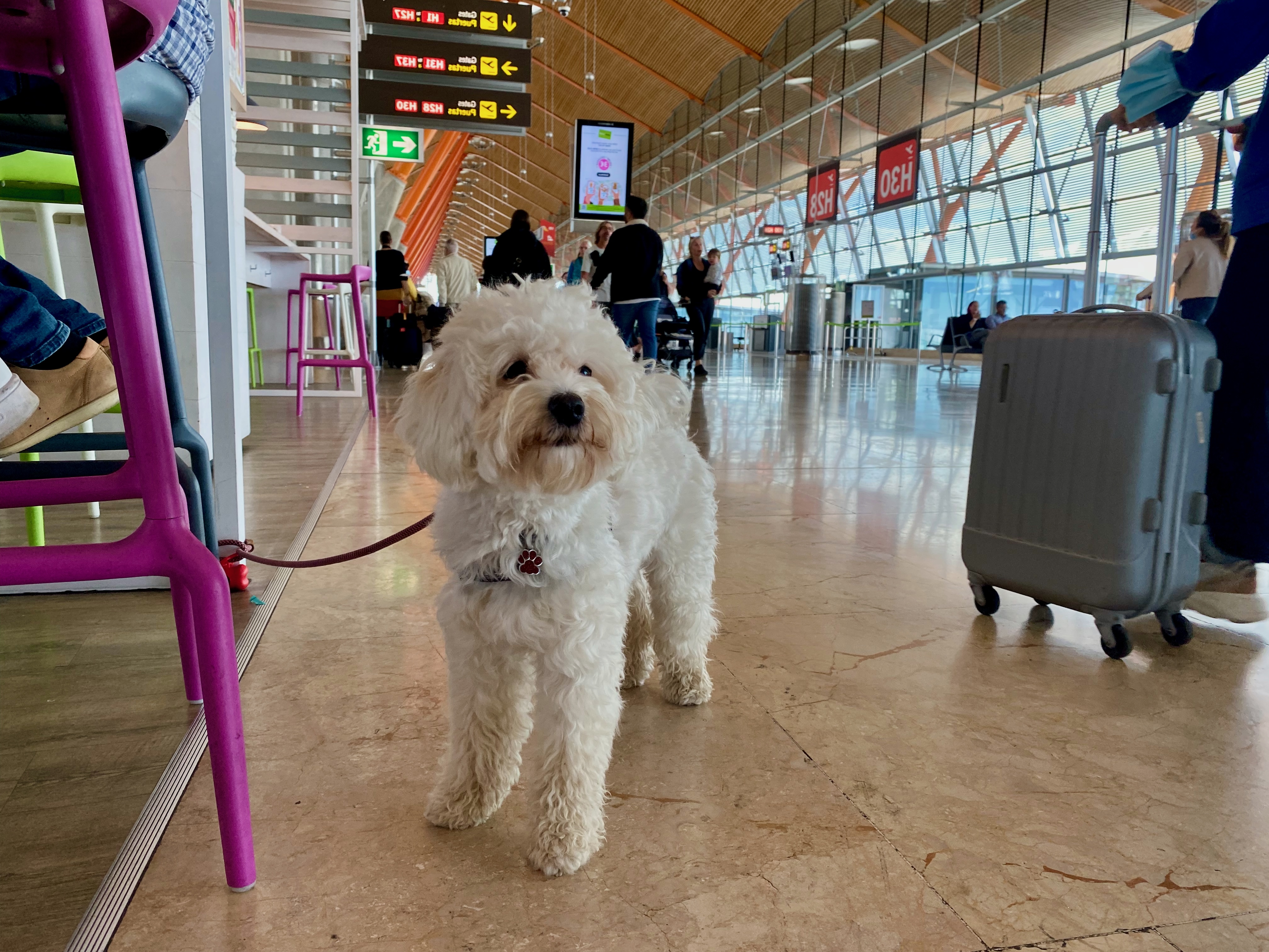 Hund am Flughafen mit Gepäck als Symbol für Einreisebestimmungen vor der Reise