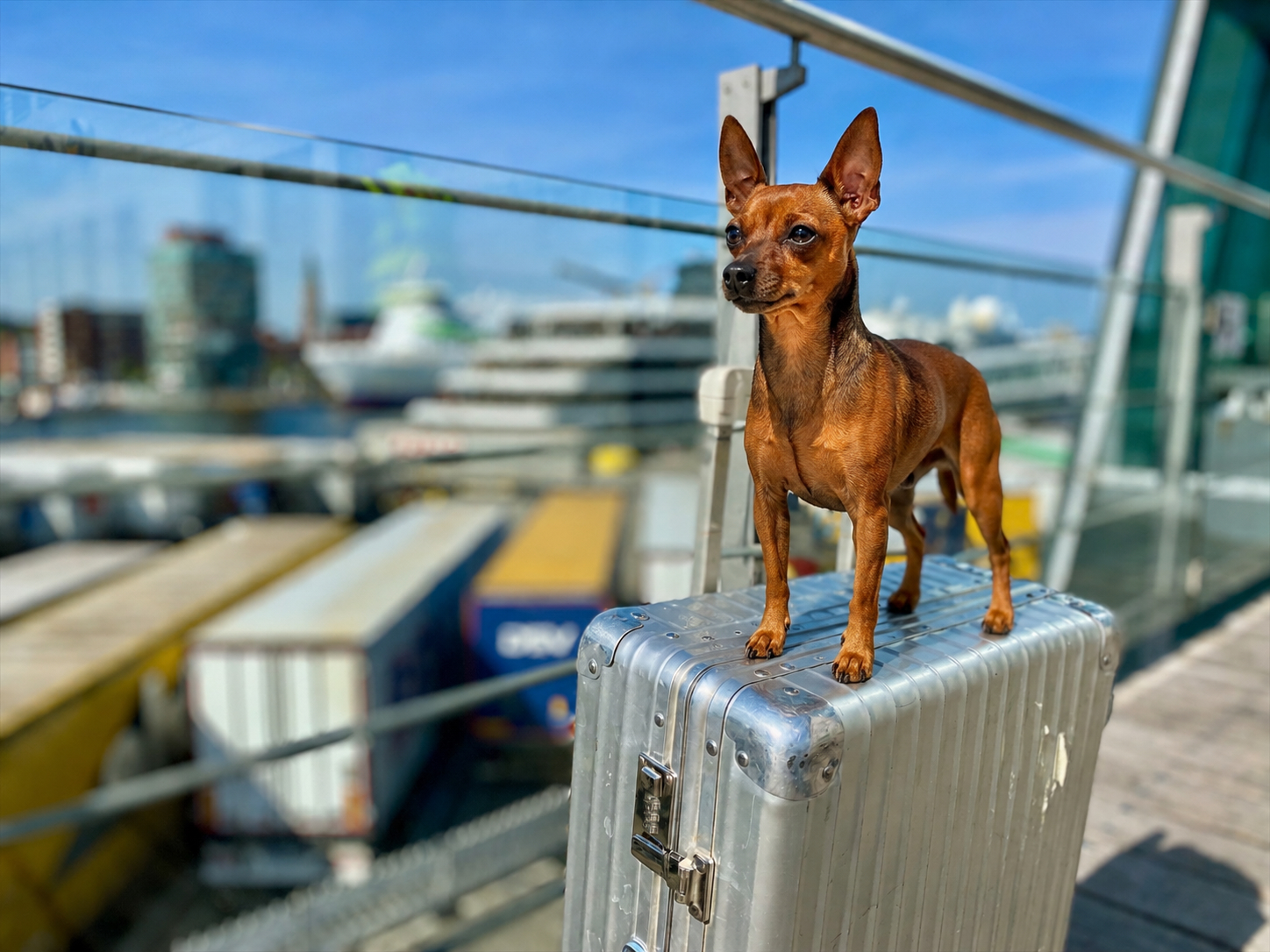 Hund mit Koffer am Hafen als Symbol für Einreisebestimmungen vor der Kreuzfahrt