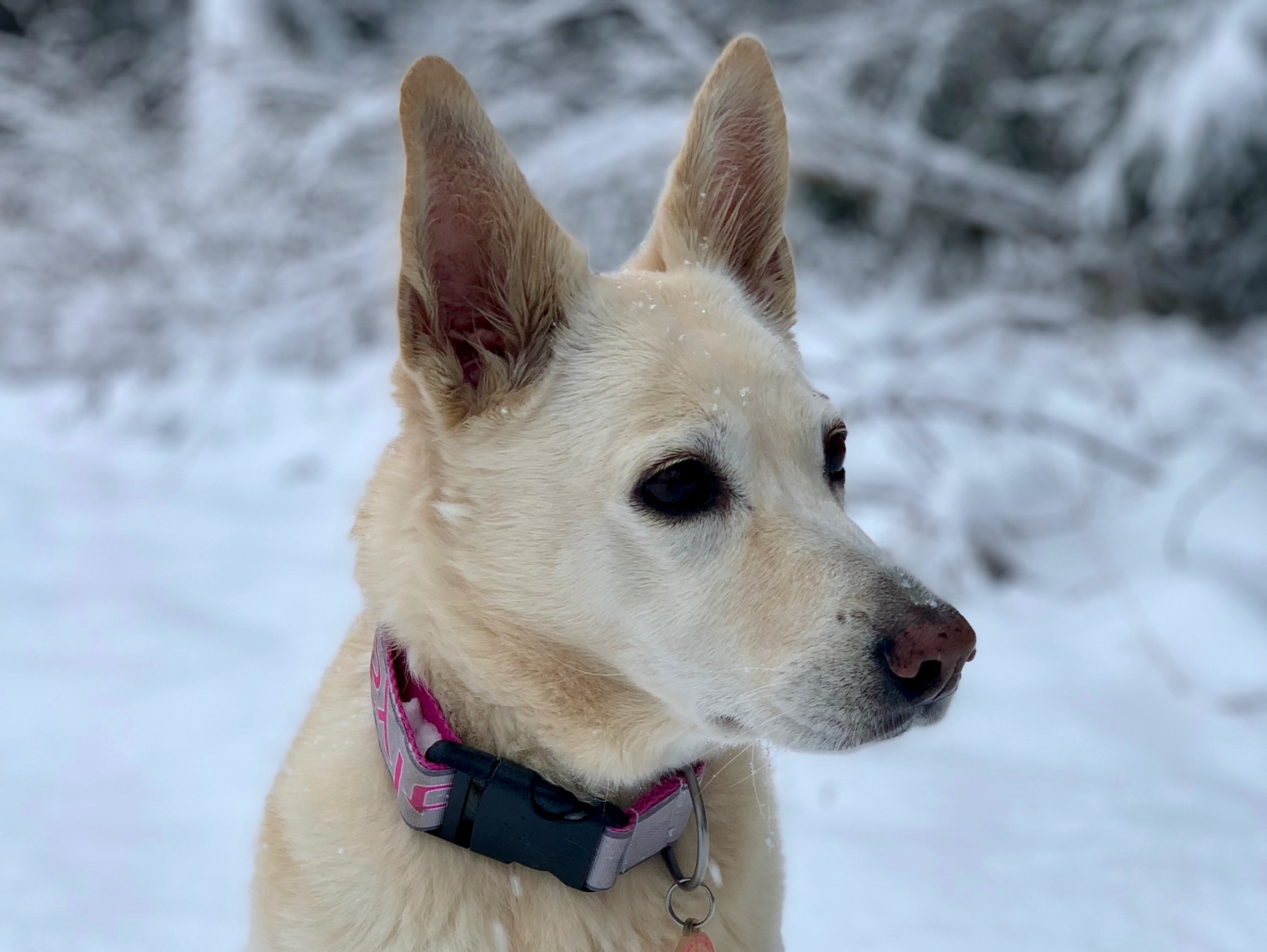 Hund im Urlaub neben Hinweisschild mit Regeln zur Leinenpflicht