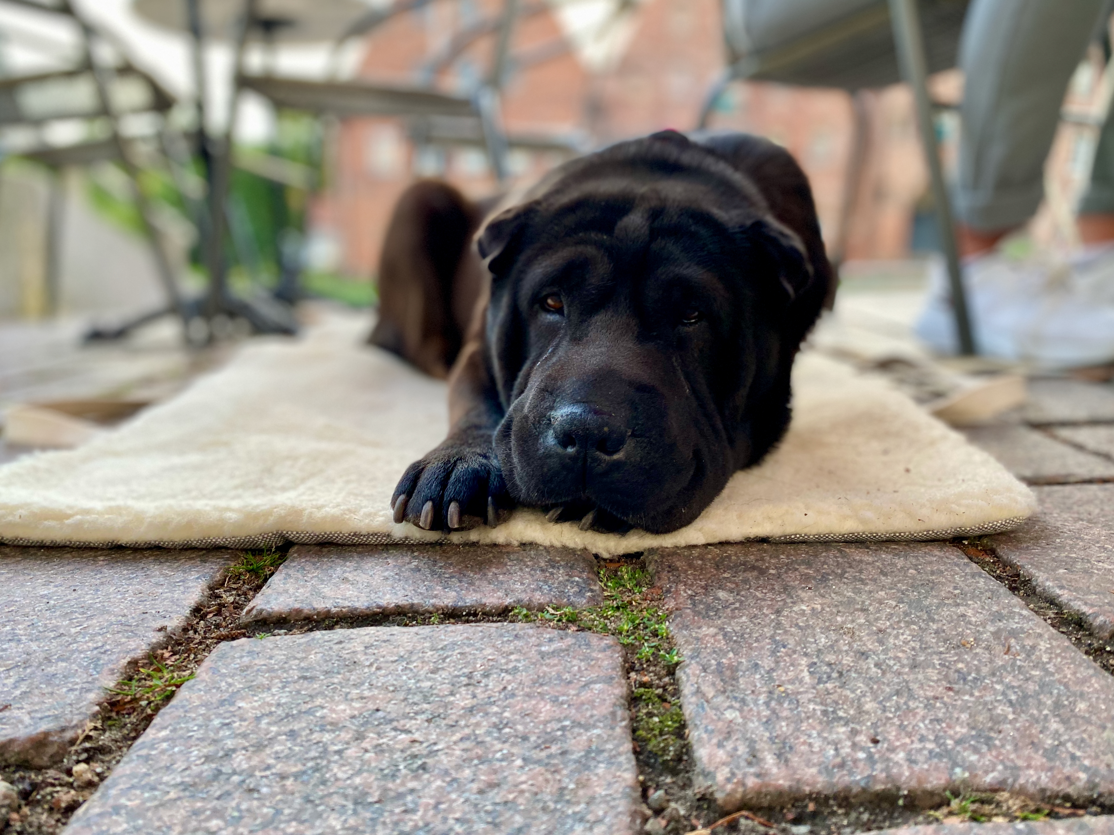 Schwarzer Hund liegt auf einer Decke – Hundefoto einreichen und Kreuzfahrt mit Hund gewinnen