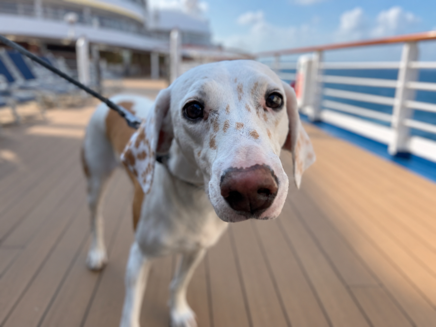Hund im Rettungsring an Bord eines Kreuzfahrtschiffs als Symbol für Reiseapotheke und Sicherheit mit Hund