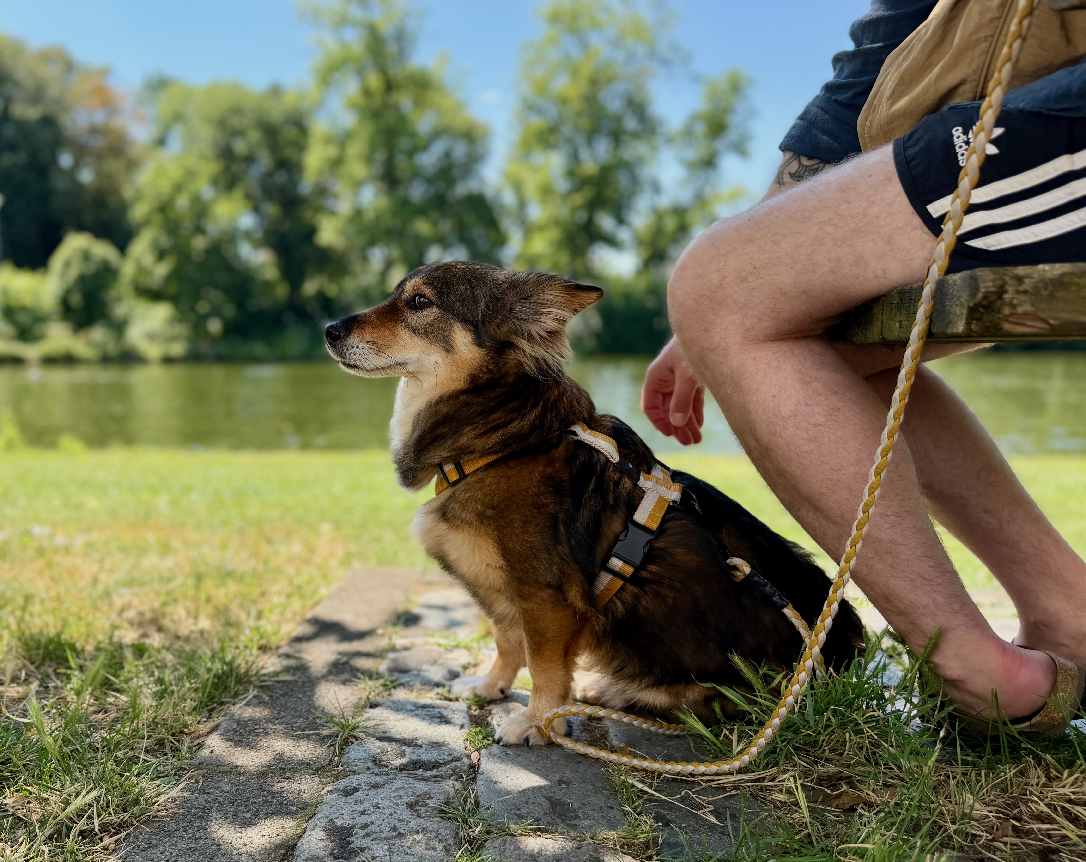 Hund vor der Reise als Symbol für Dokumente und Einreisebestimmungen bei einer Kreuzfahrt mit Hund