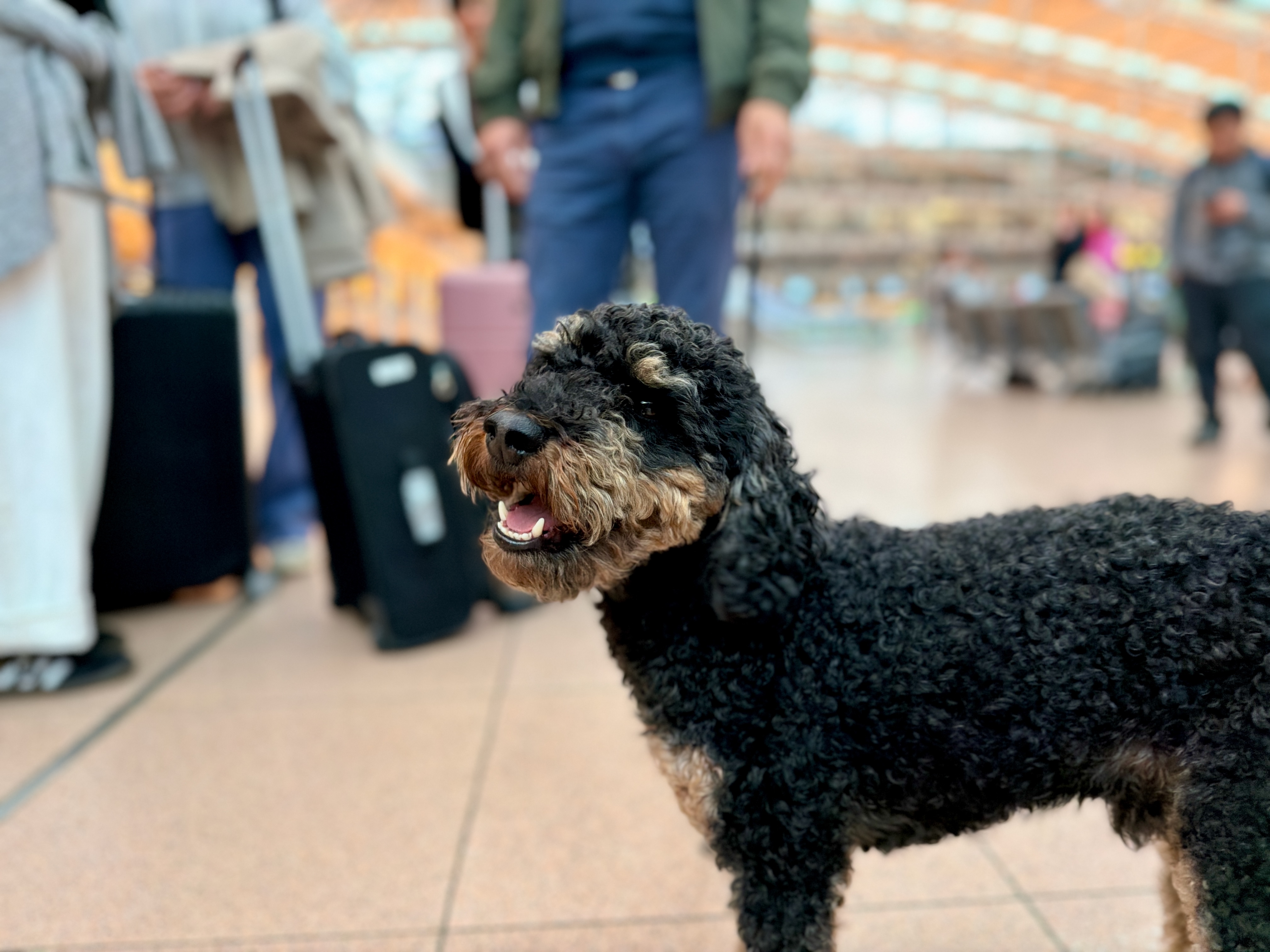 Hund wartet mit Reisenden und Gepäck vor der Abreise, während wichtige Dokumente wie der EU-Heimtierausweis geprüft werden