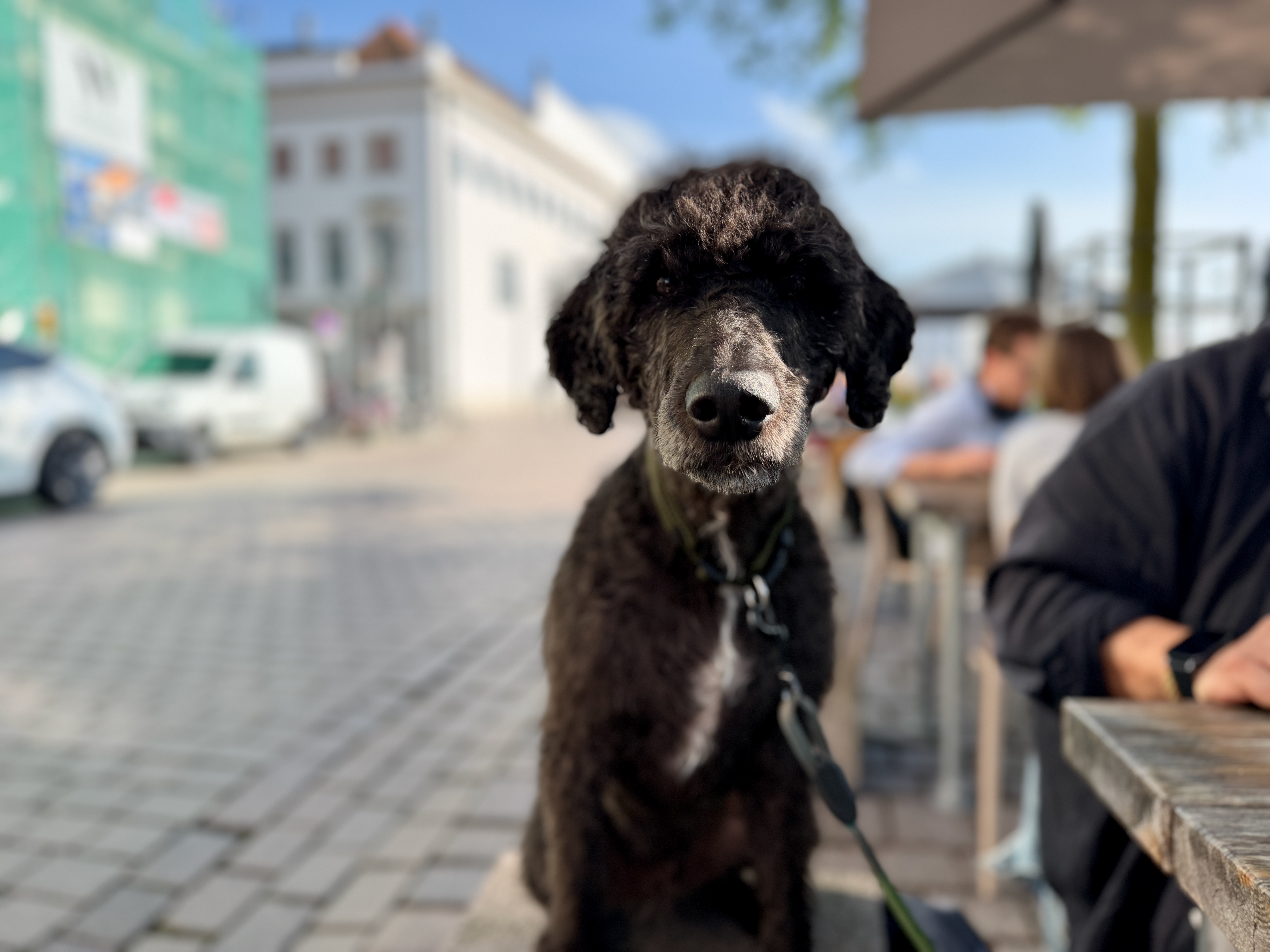 Schwarzer Pudel sitzt entspannt im Café während der Vorbereitung auf den Urlaub mit EU-Heimtierausweis.