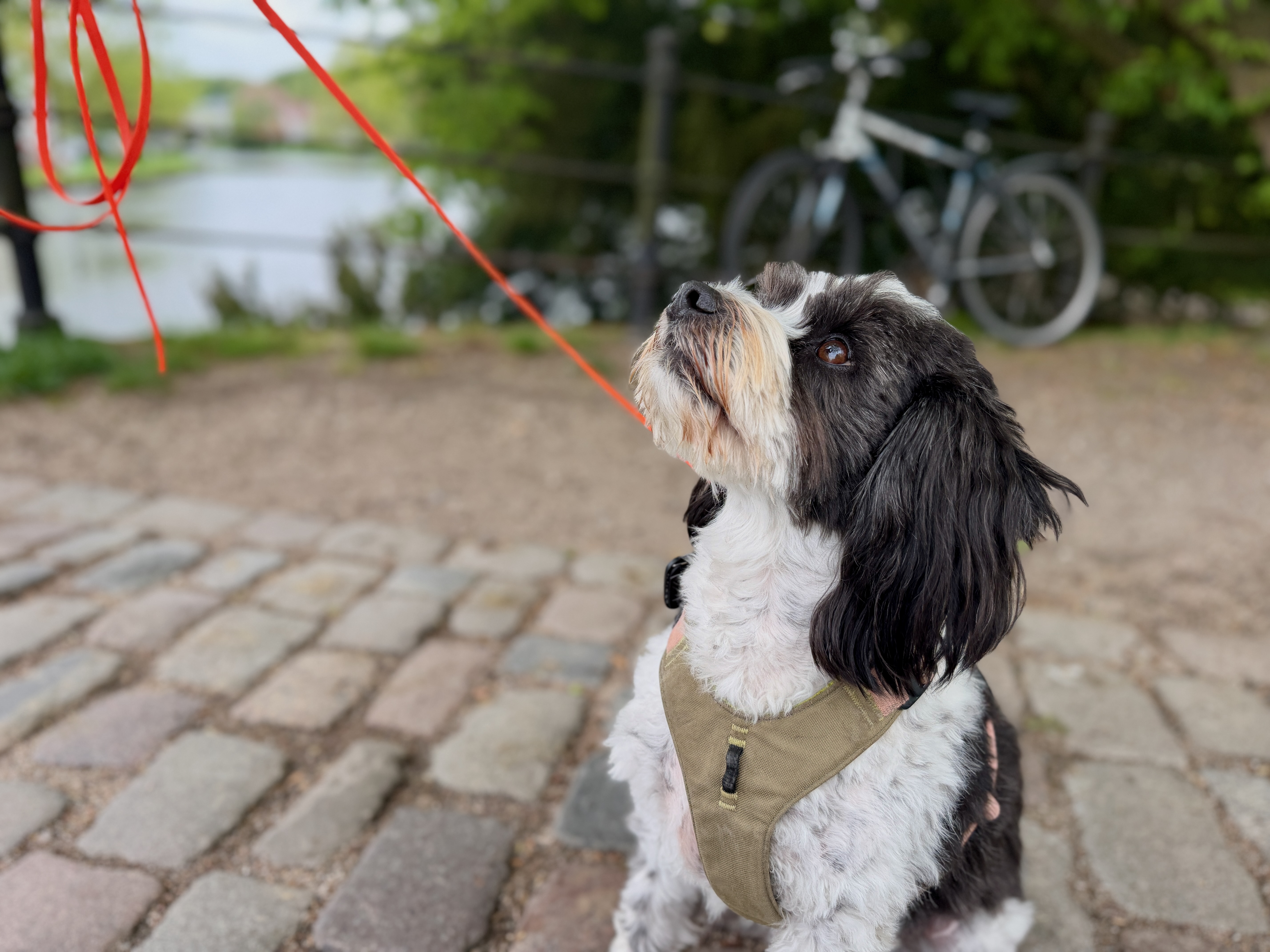 Kleiner Hund sitzt angeleint vor der Reise im Freien, während wichtige Unterlagen wie der EU-Heimtierausweis vorbereitet werden