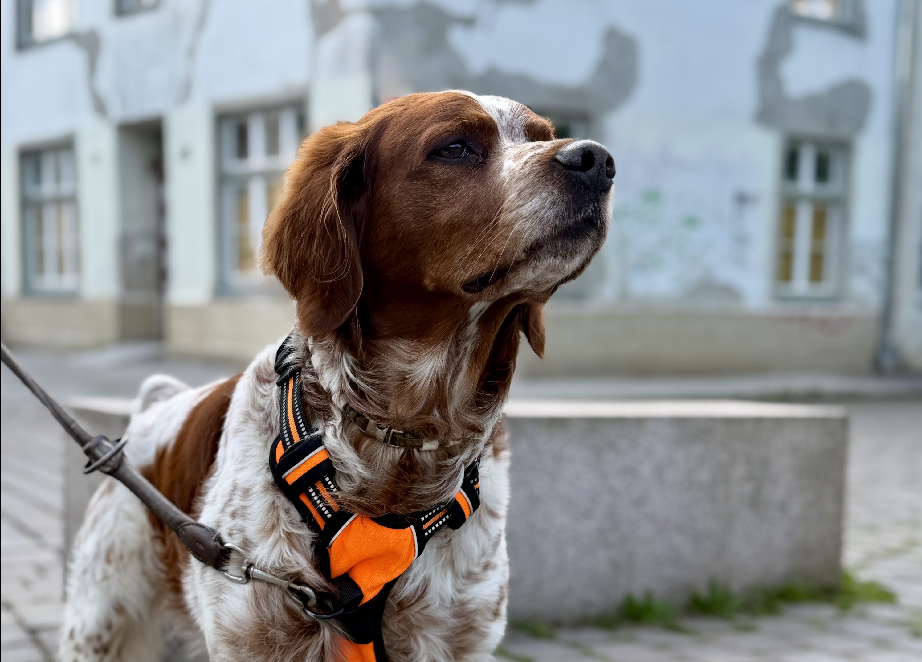 Hund mit Geschirr sitzt aufmerksam in der Stadt während der Vorbereitung auf den Urlaub mit EU-Heimtierausweis