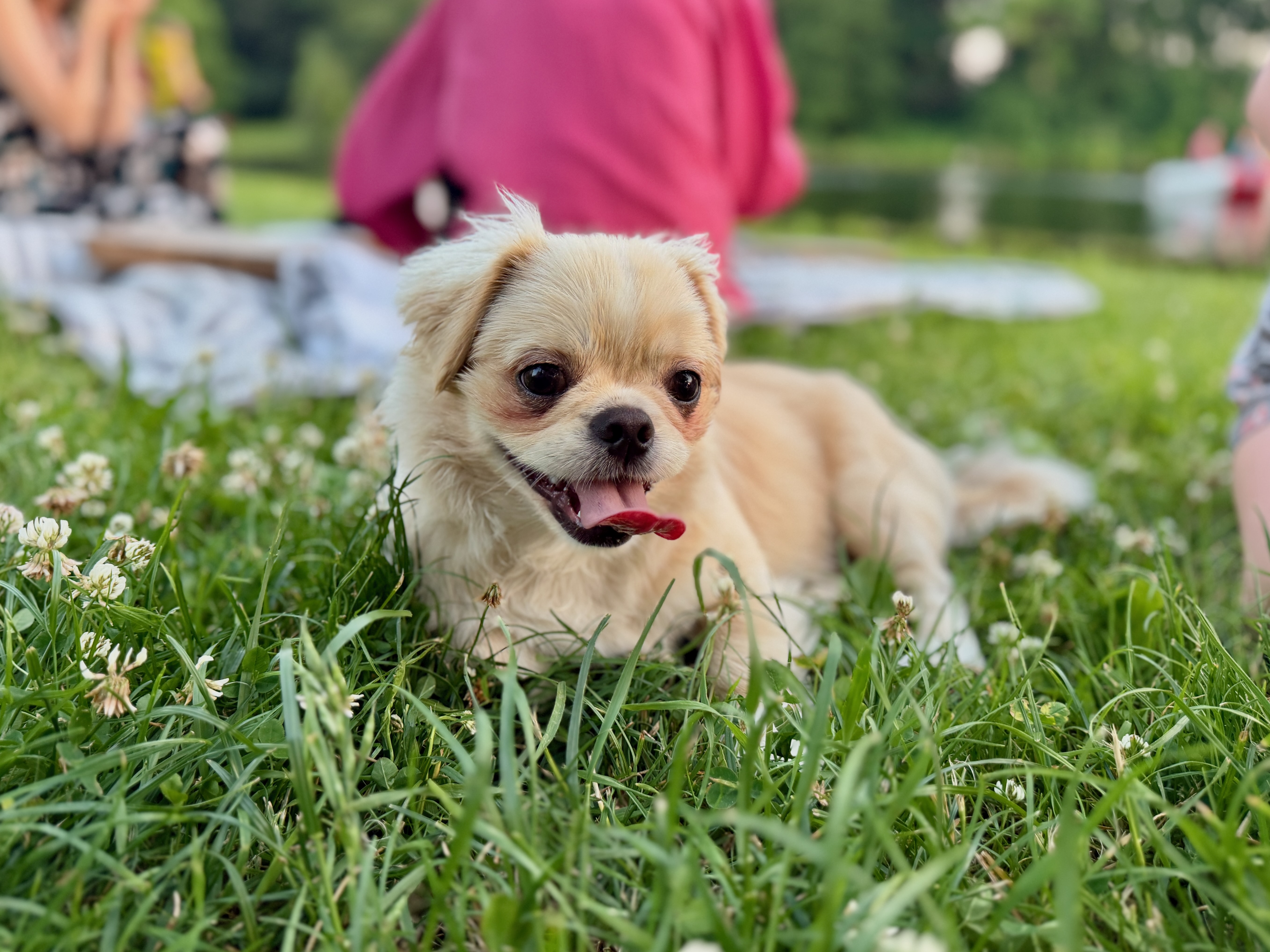 Kleiner Hund bei der Reisevorbereitung für den EU-Heimtierausweis vor einer Reise mit Hund