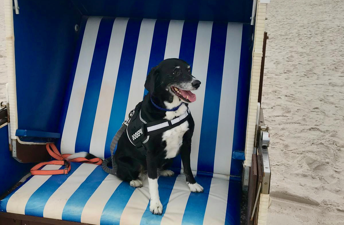 Hund im Strandkorb als Symbol für Gesundheit, Reiseapotheke und Vorsorge bei einer Kreuzfahrt mit Hund