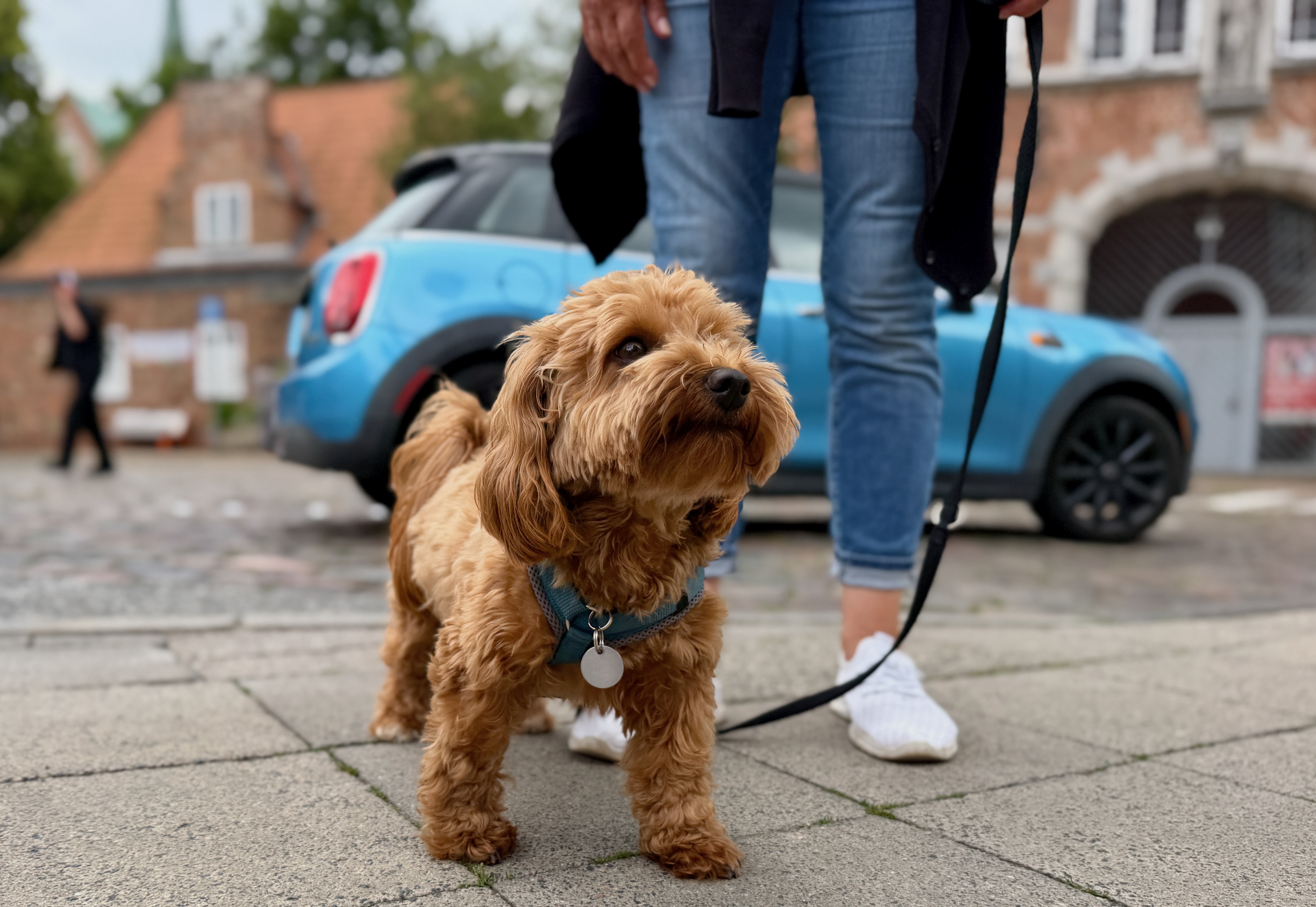 Hund an der Leine vor der Reise als Symbol für häufige Fragen zur Kreuzfahrt mit Hund