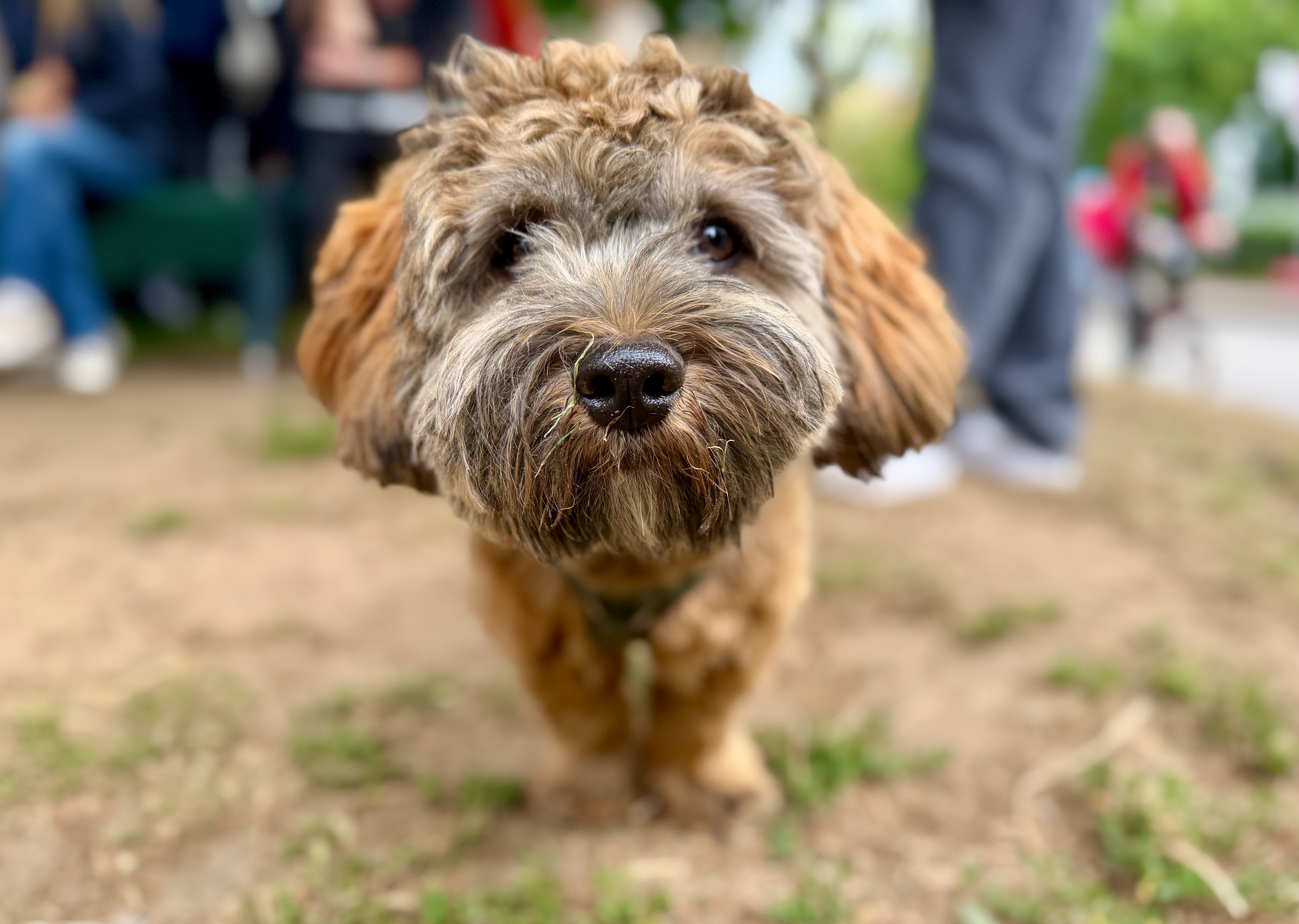 Hund bei der Reisevorbereitung für eine Kreuzfahrt mit Hund, Kosten und Versicherung vor der Buchung prüfen