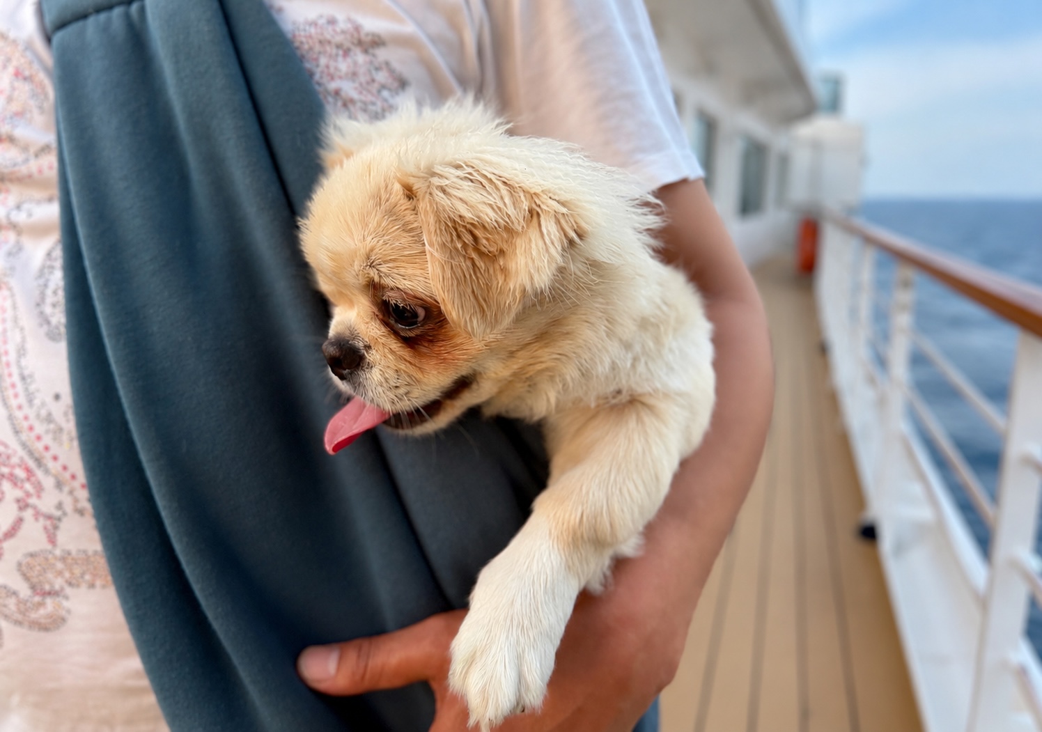 Hund wird an Bord eines Kreuzfahrtschiffs sicher betreut