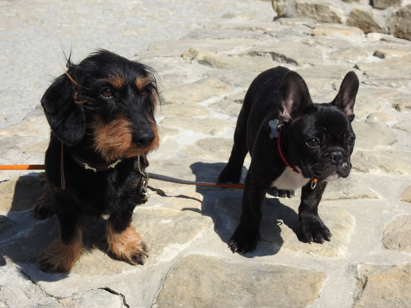 Zwei Hunde bei einem Landausflug auf steinigem Weg – Planung von Ausflügen während einer Kreuzfahrt mit Hund
