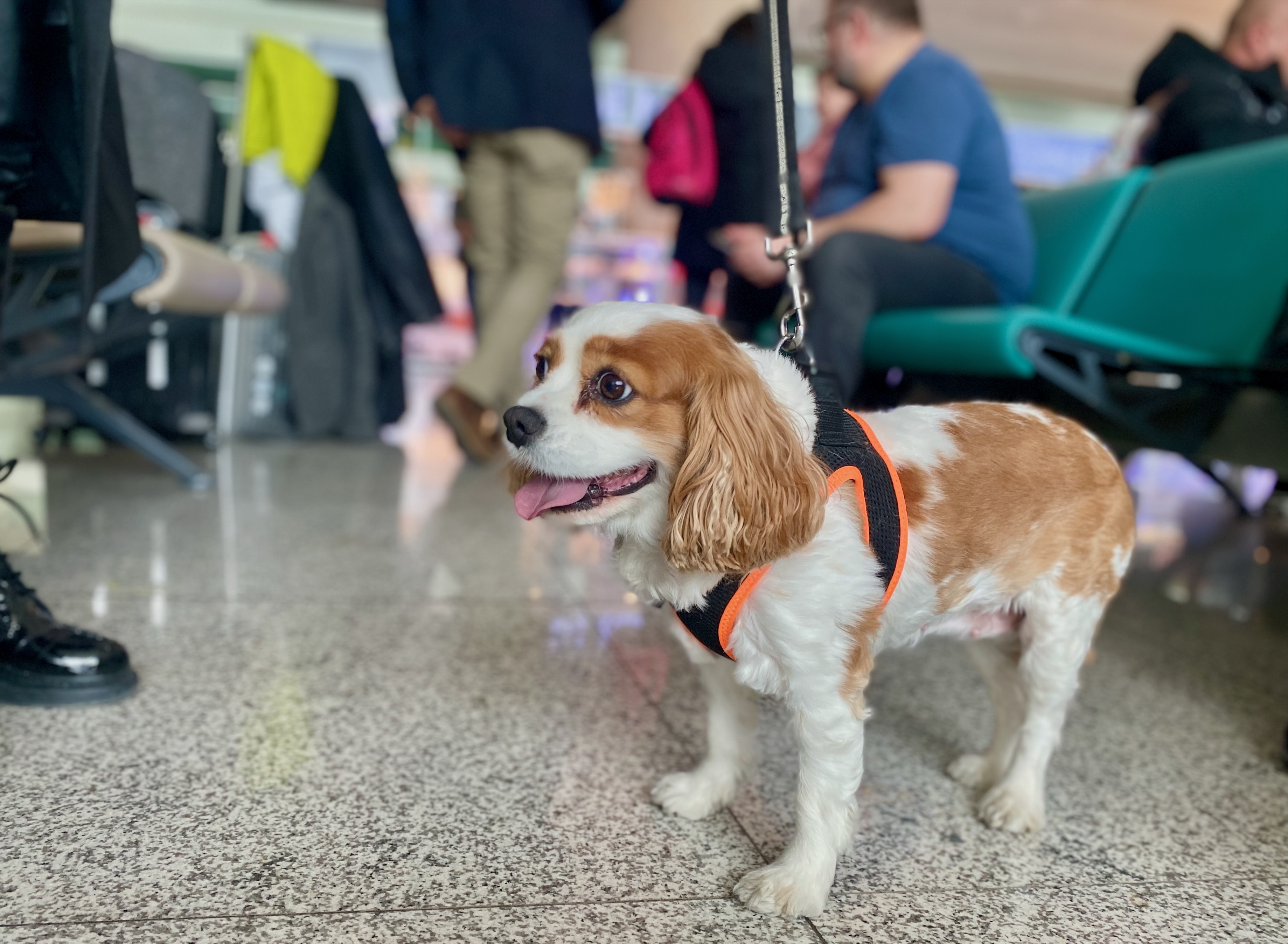 Kleiner Hund mit Sicherheitsgeschirr wartet angeleint im Hafenterminal auf die Einschiffung zur Hundekreuzfahrt