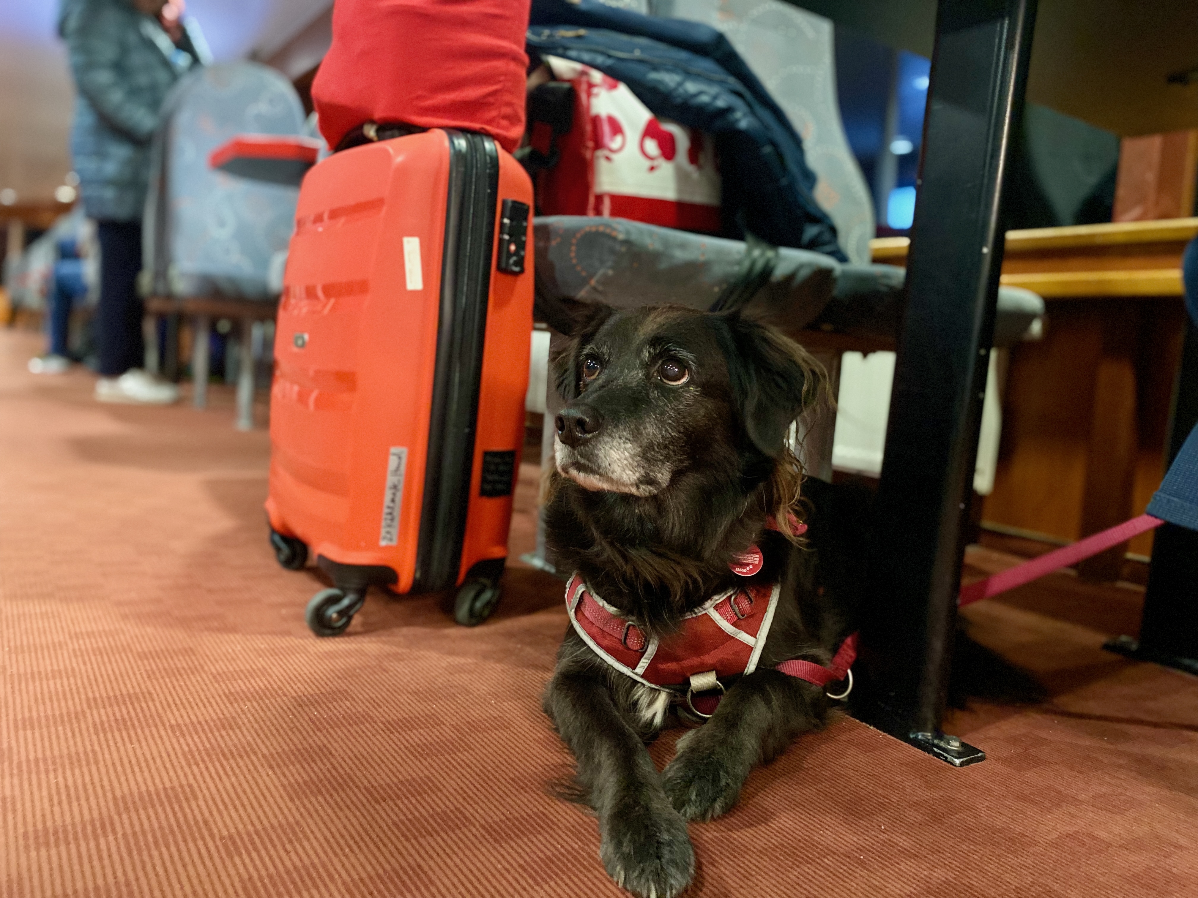 Schwarzer Hund mit Geschirr liegt neben einem Reisekoffer an Bord eines Kreuzfahrtschiffes