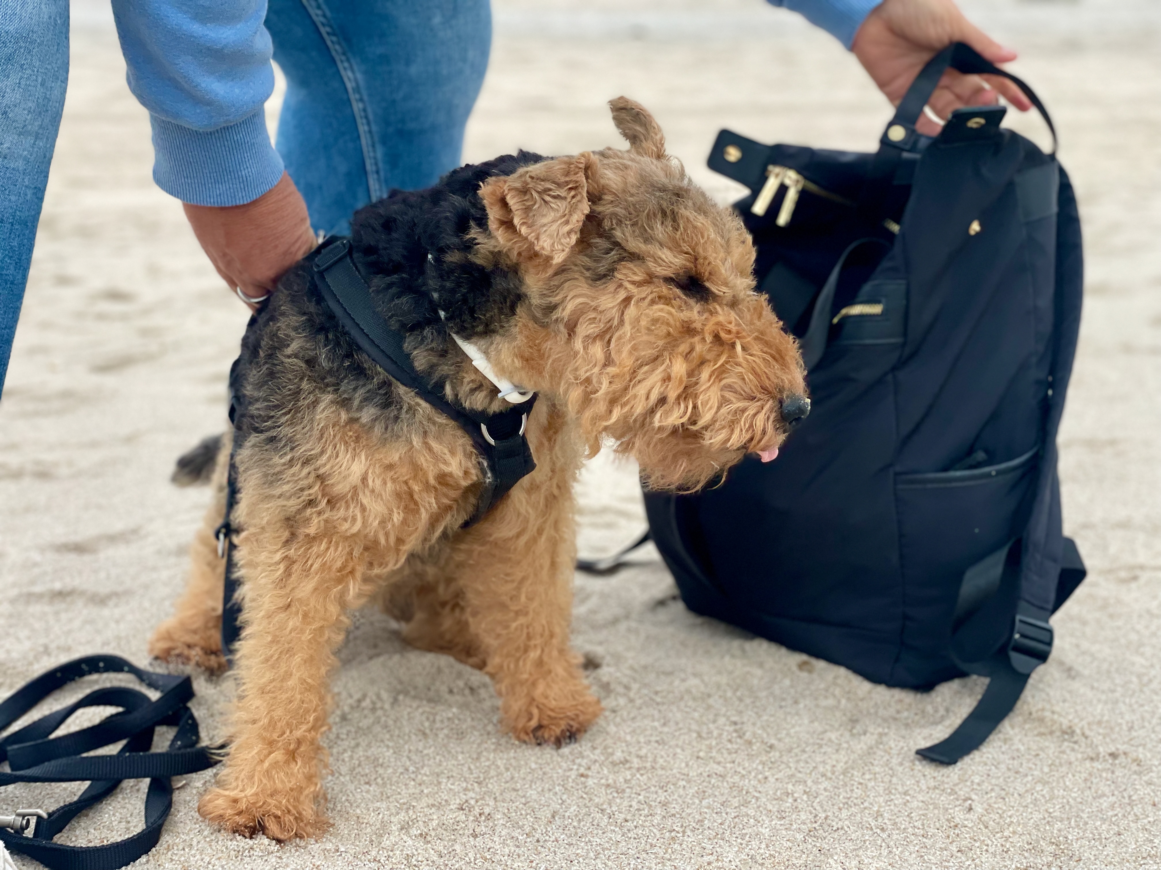Hund mit Geschirr neben einem Reiserucksack bei der Vorbereitung auf eine Hundekreuzfahrt