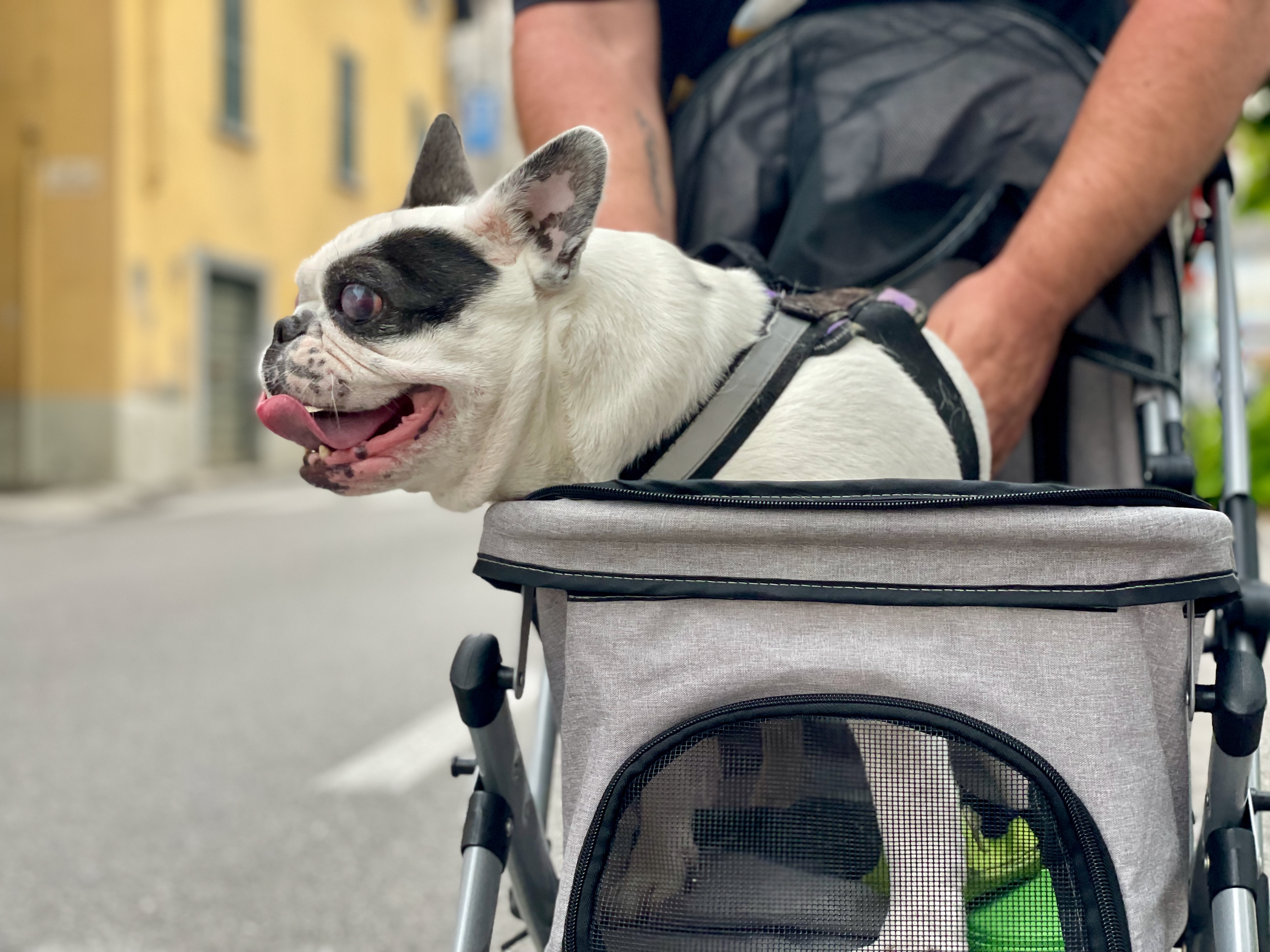Französische Bulldogge im Hundebuggy während der Anreise zur Hundekreuzfahrt – praktische Transportlösung für kleine oder ältere Hunde