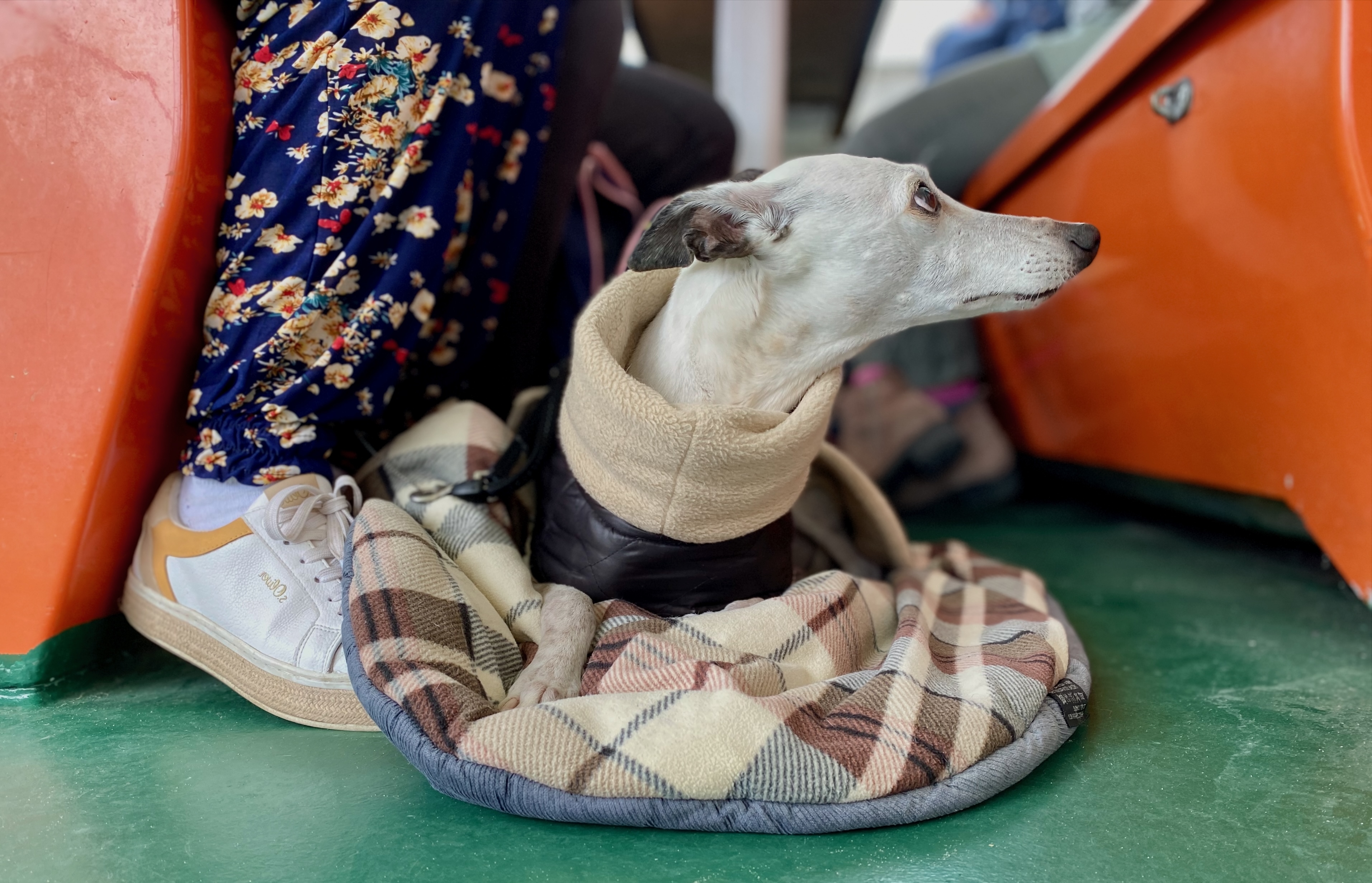 Kleiner Hund ruht auf seiner vertrauten Hundedecke an Bord eines Kreuzfahrtschiffes und fühlt sich in seiner gewohnten Umgebung sicher