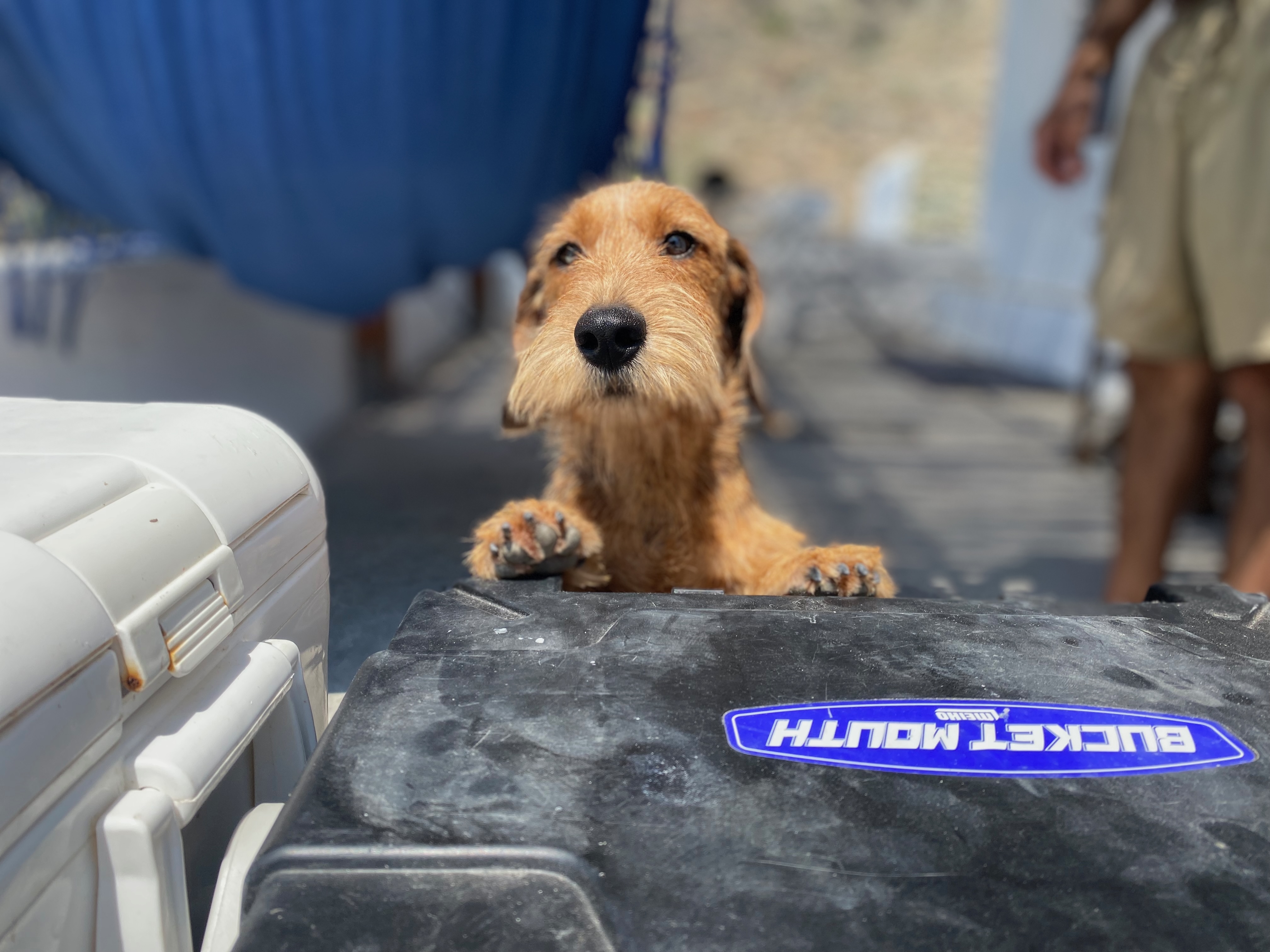Dackel schaut neugierig in die Welt und freut sich auf die Reisevorbereitung der Hundekreuzfahrt