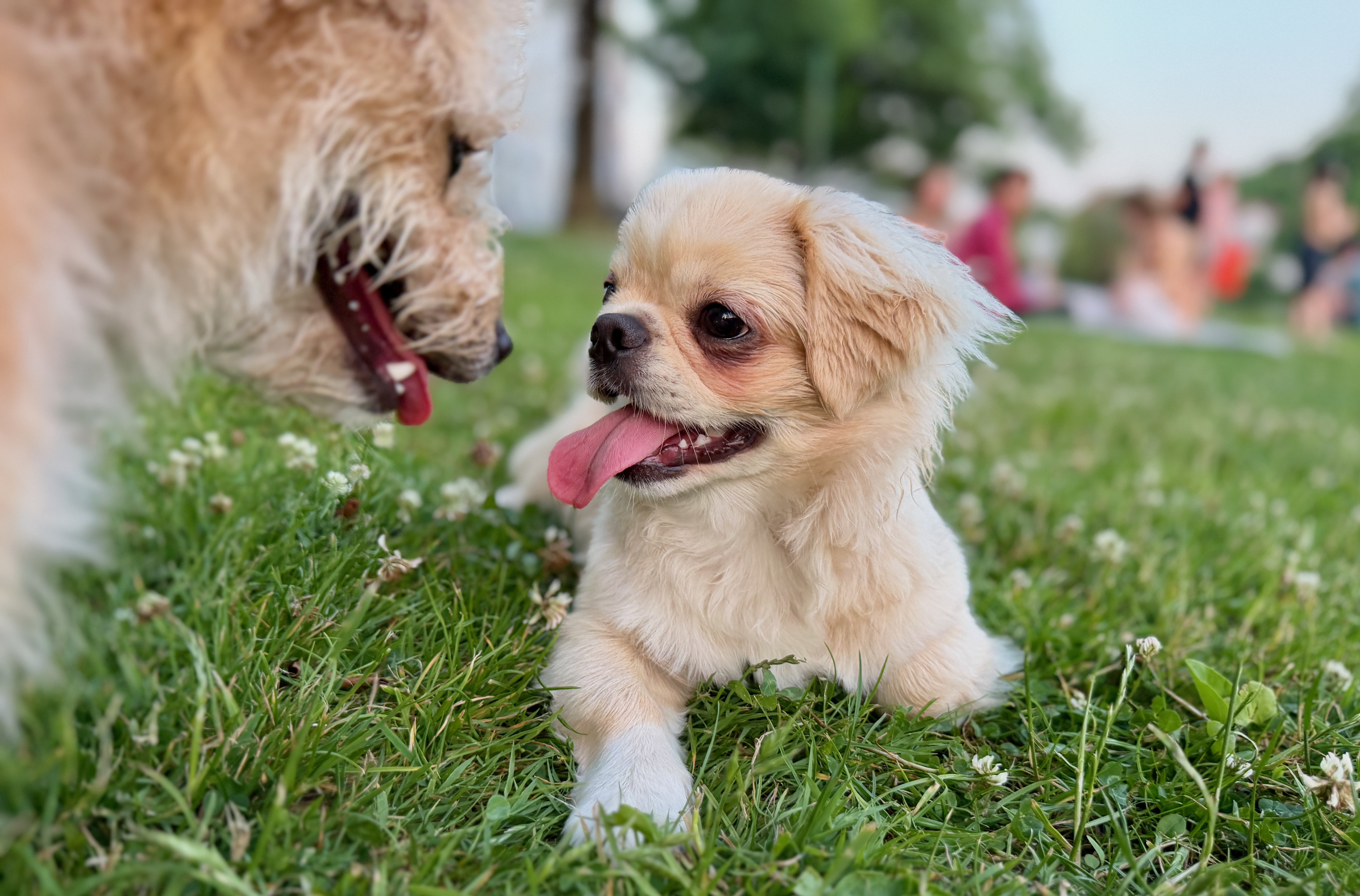 Zwei Hunde auf einer Wiese als Symbol für Reisevorbereitung und Kreuzfahrt mit Hund