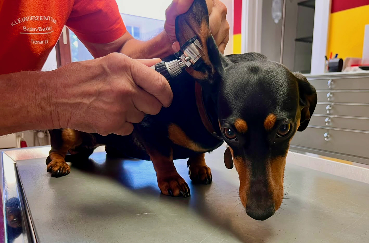 Tierarzt untersucht die Ohren eines Hundes in einer Kleintierpraxis.